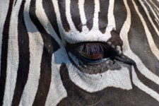 Zebra At Animal Reserve