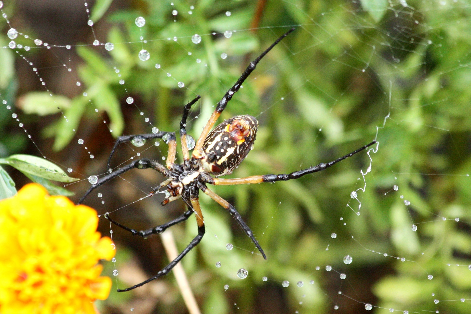 Argiope Spider Spinning Web