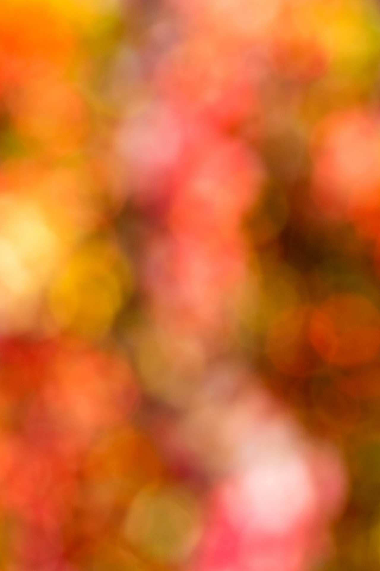 Autumn Colors Background