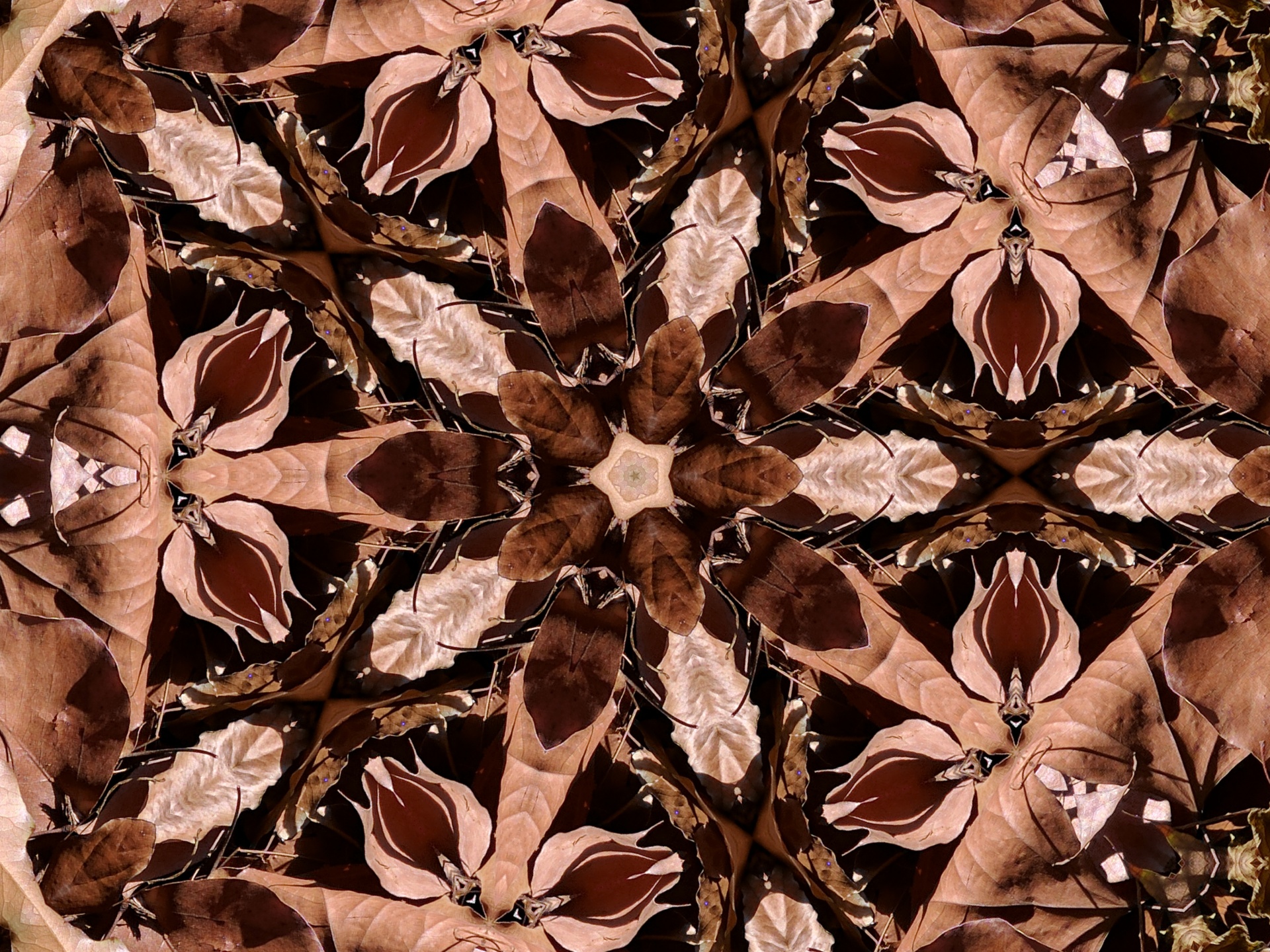 Kaleidoscope created from photo of brown autumn leaves