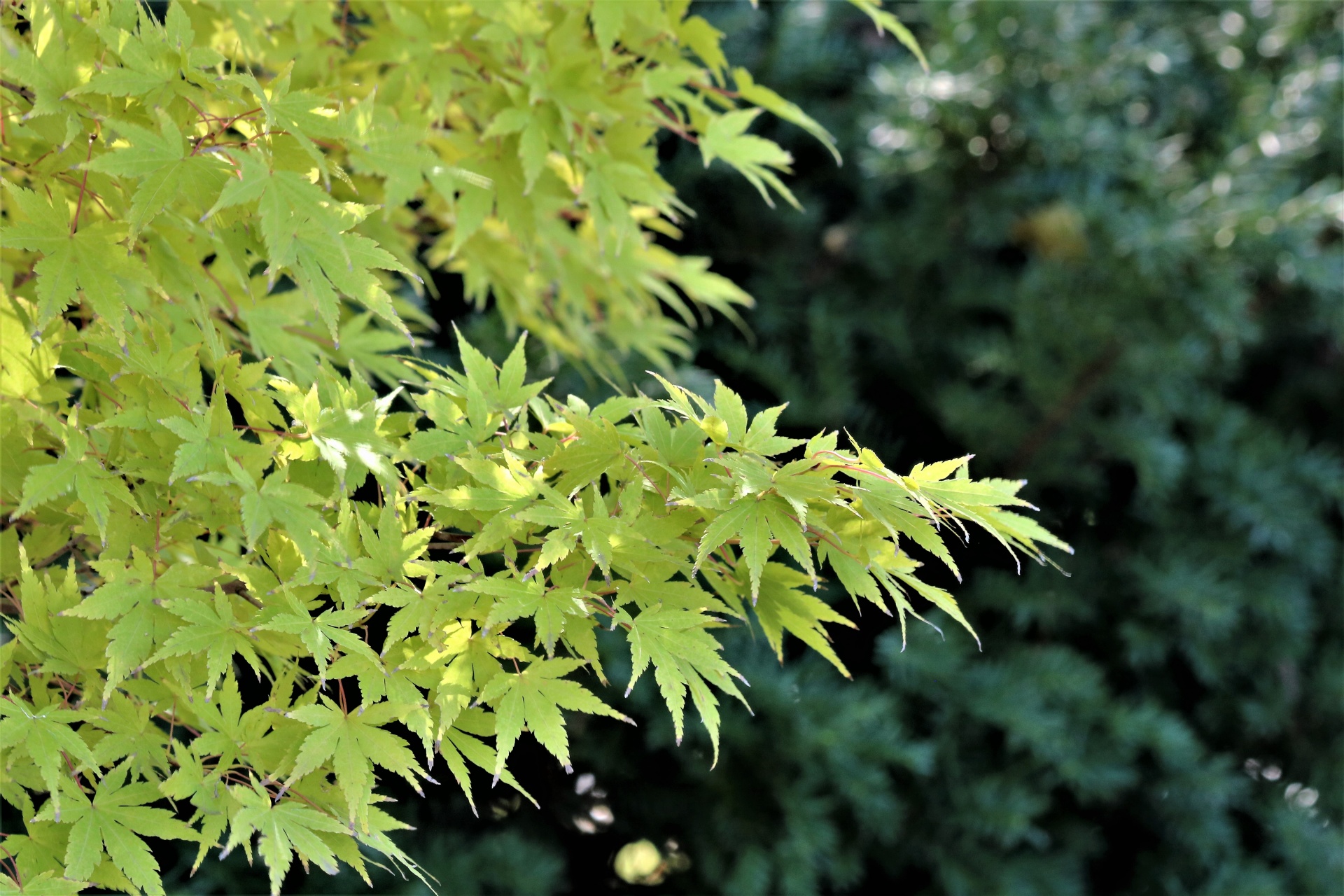 The beautiful bright yellow leaves of a maple tree in fall seem to be reaching out into the dark green leaves of oak trees in the background.