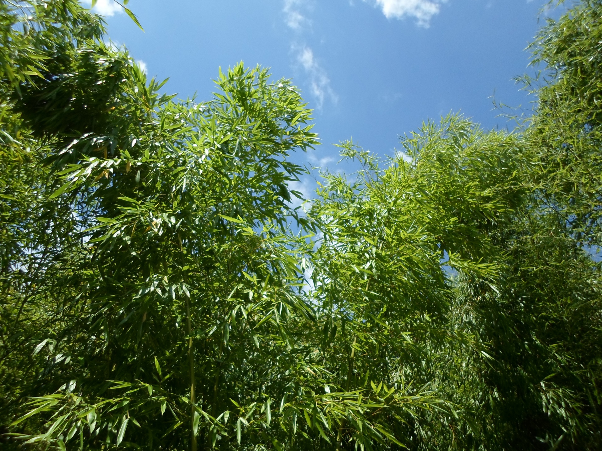Bamboo Thatched Green Foliage