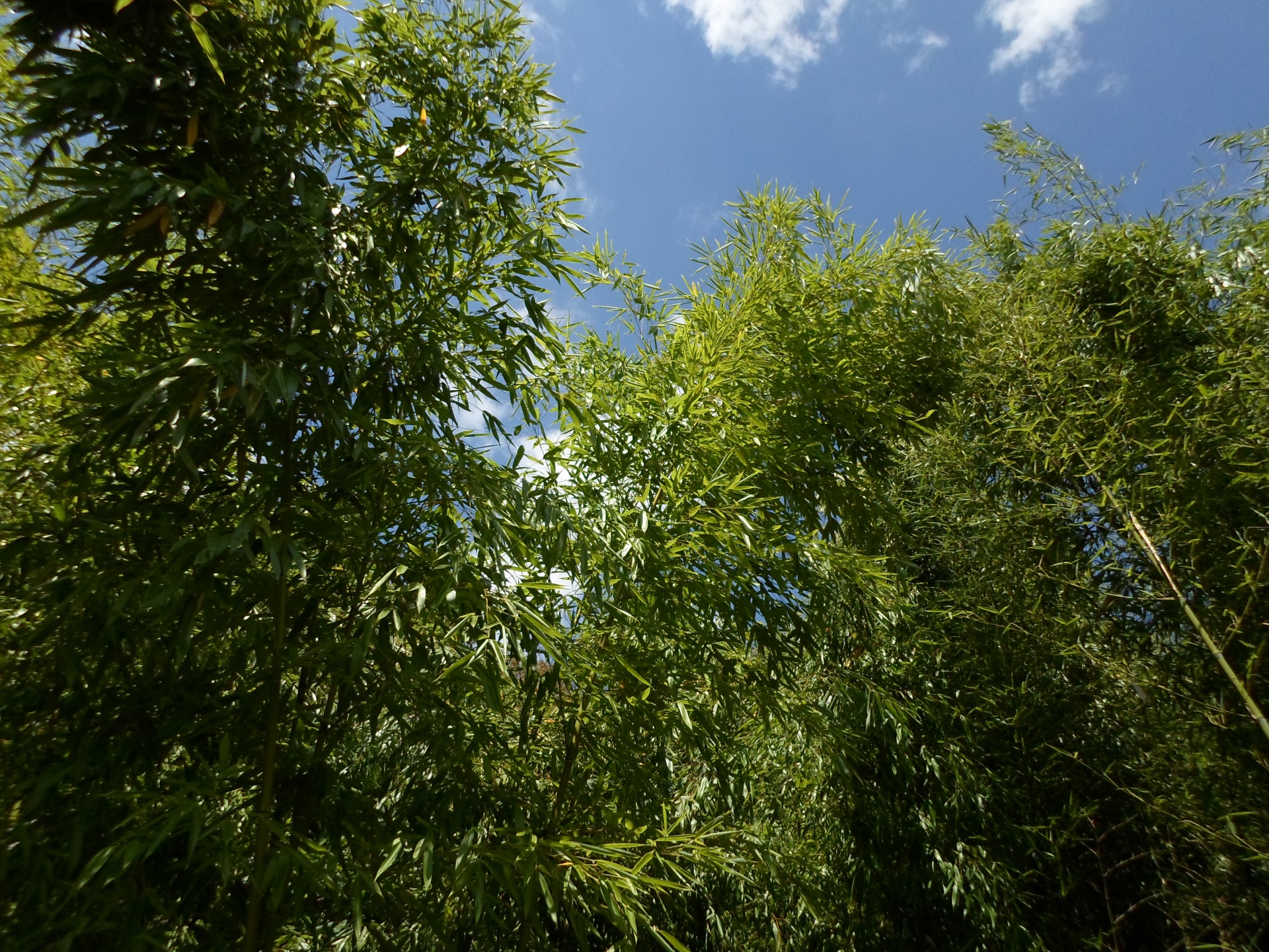 Bamboo Thatched Green Foliage