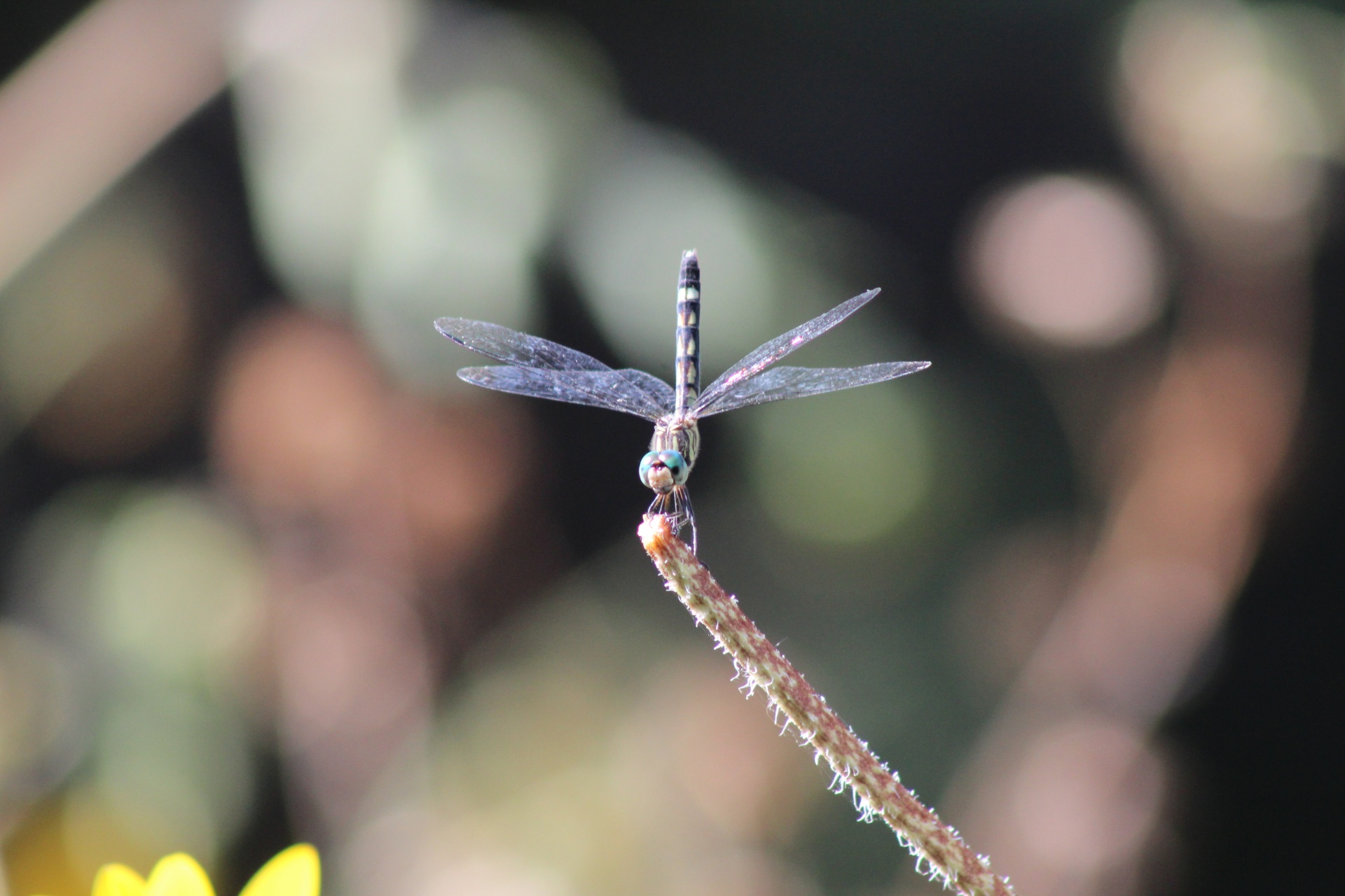 Isn't it wonderful how the dragonflies pose different angles, and stay posed long enough to take some good shots with the telescopic lens