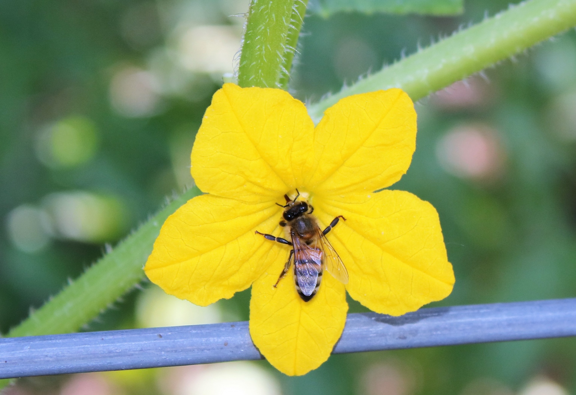 Close-up of a honey bee gathering pollen from a bright yellow cucumber bloom.