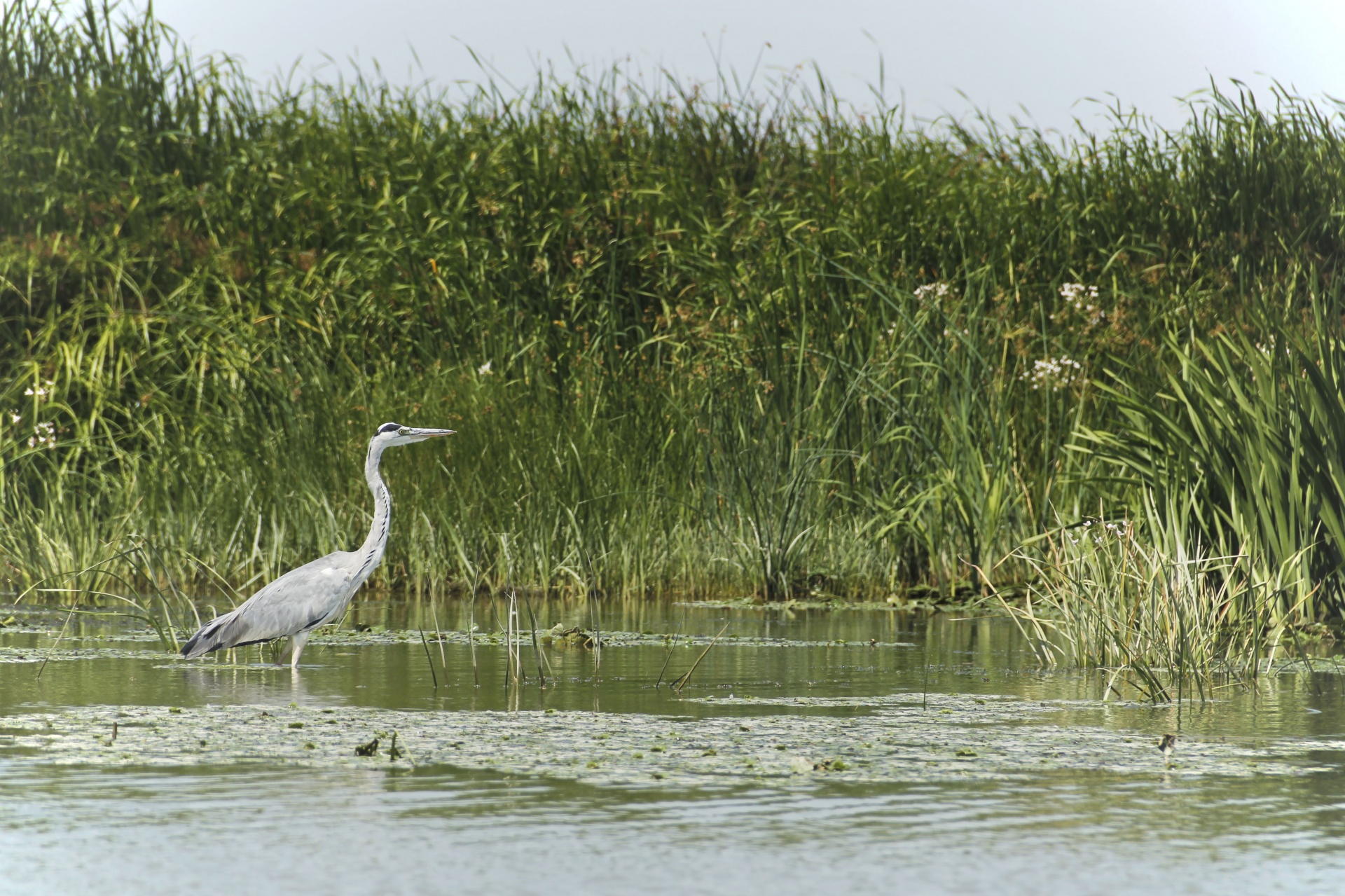 Bird In Danube Delta