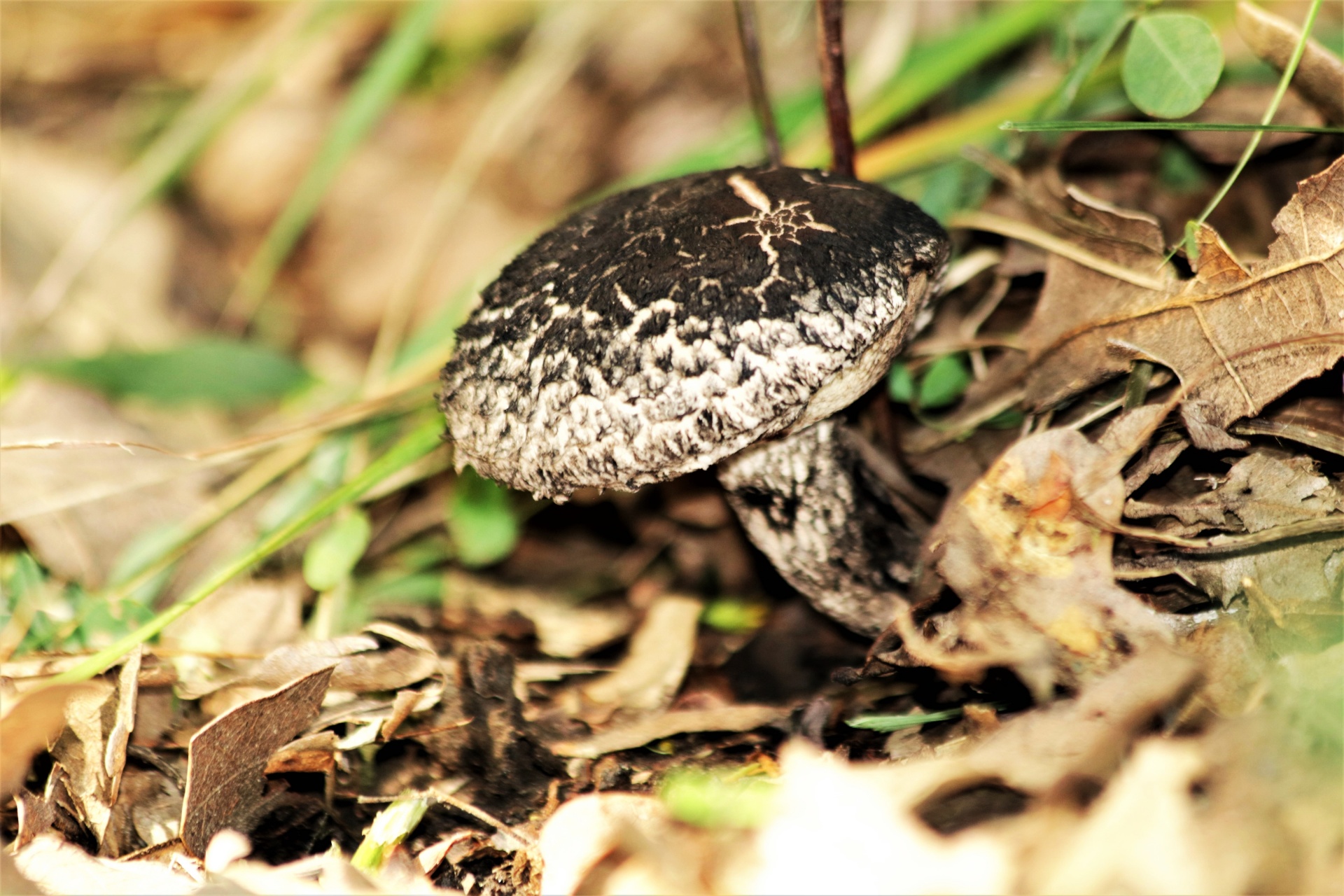 Close-up of a black and white mushroom as it comes up from under fallen leaves on the floor of the woods.