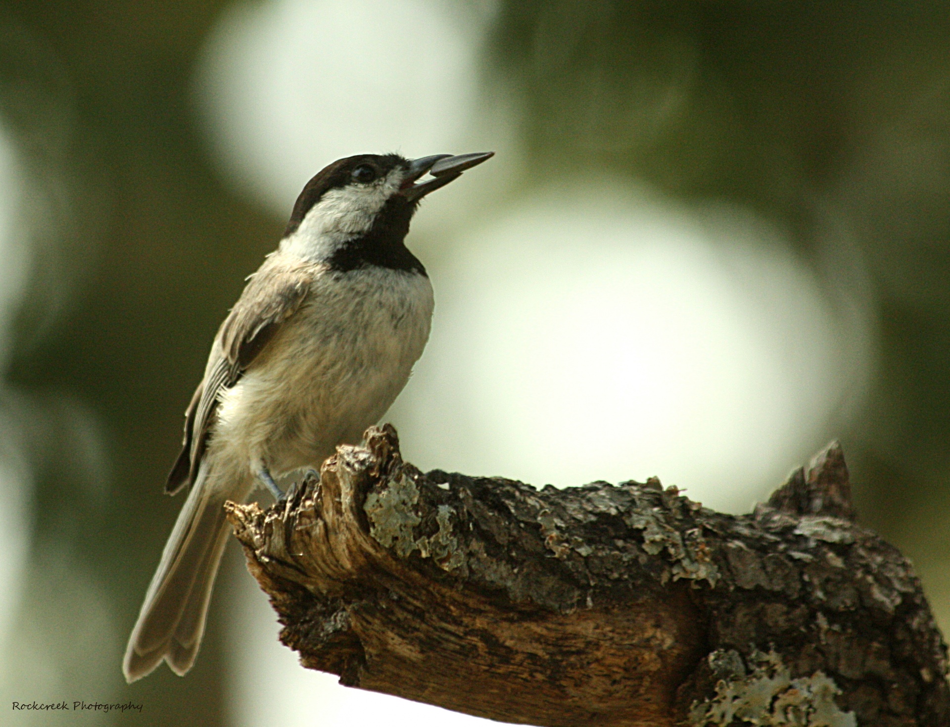 A cute little black-capped chickadee is perched on a tree limb with a sunflower seed in his beak.