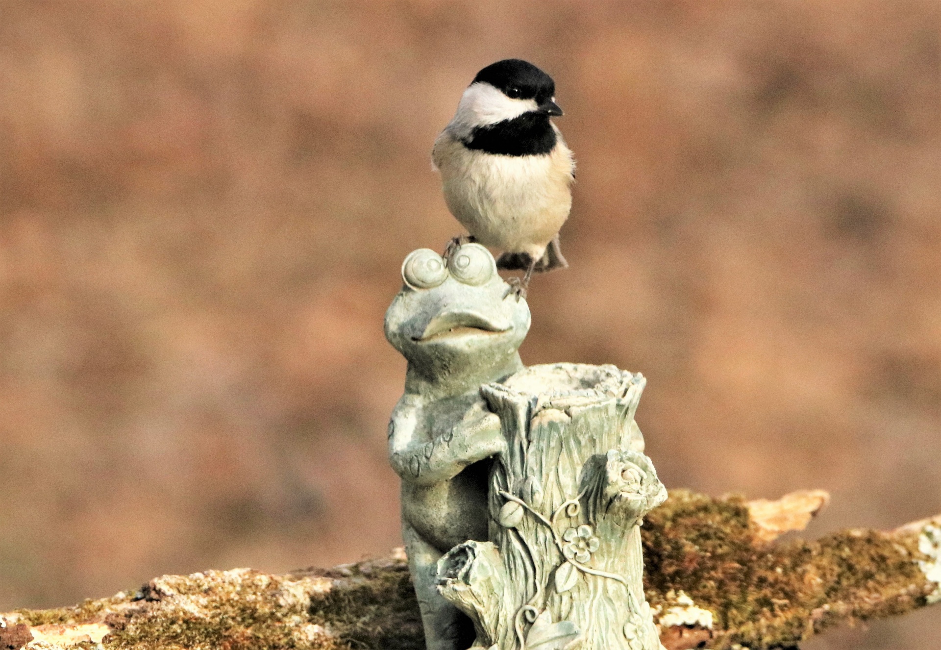 Black-capped Chickadee On Frog