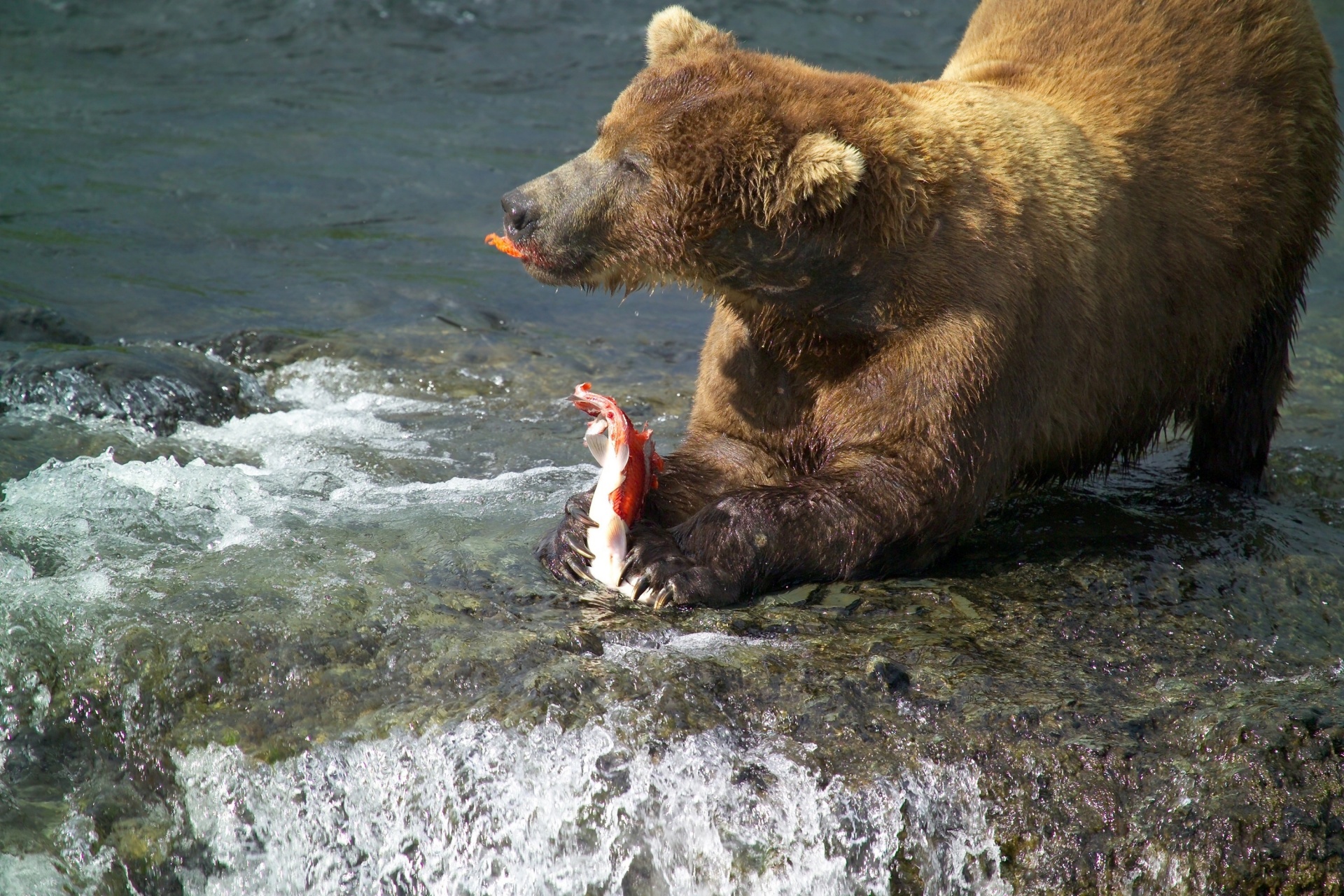 Wild Brown Bear Eating a Salmon