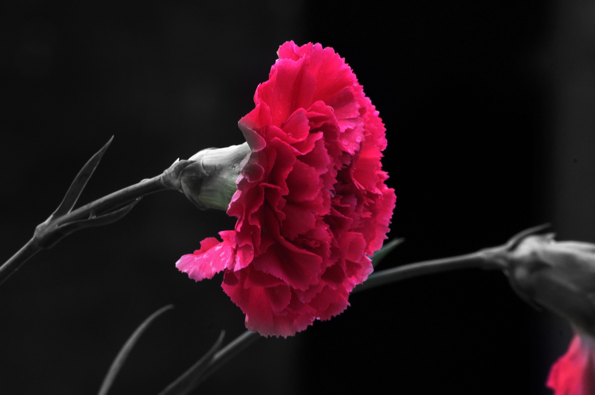 Carnation Flower 2