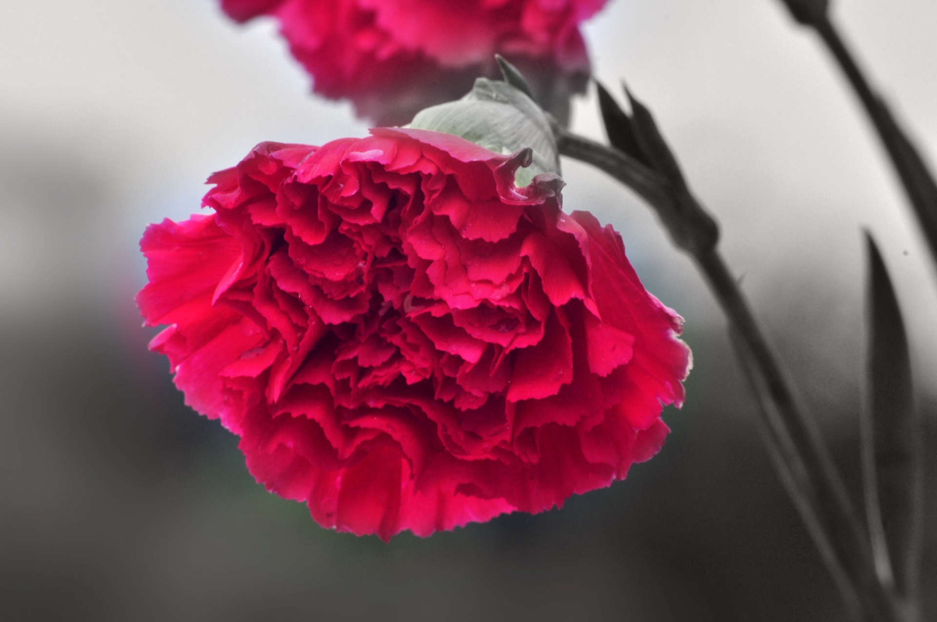 Carnation Flower 3