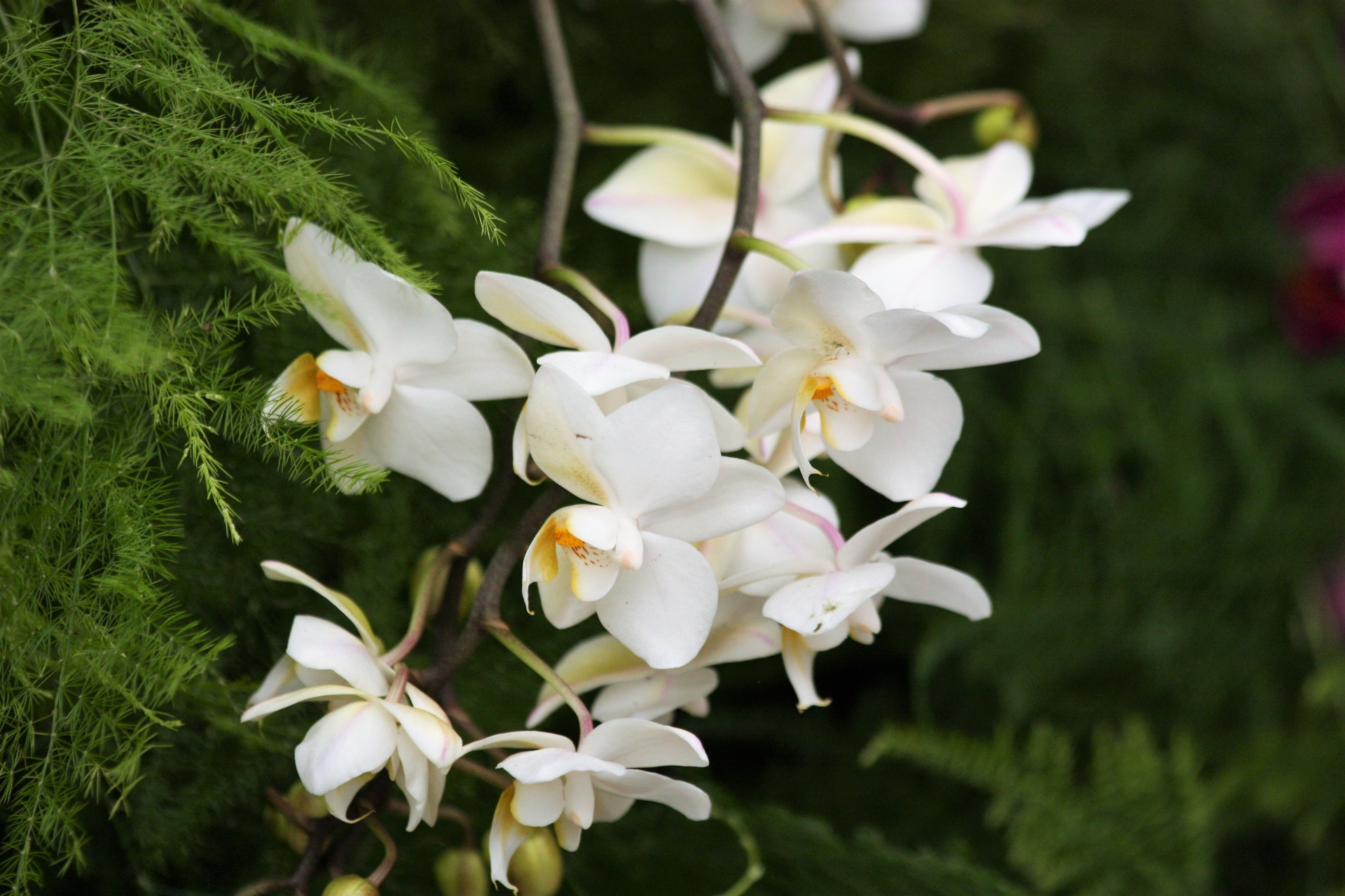 Beautiful white orchids cascading downward among green ferns on a dark green background.