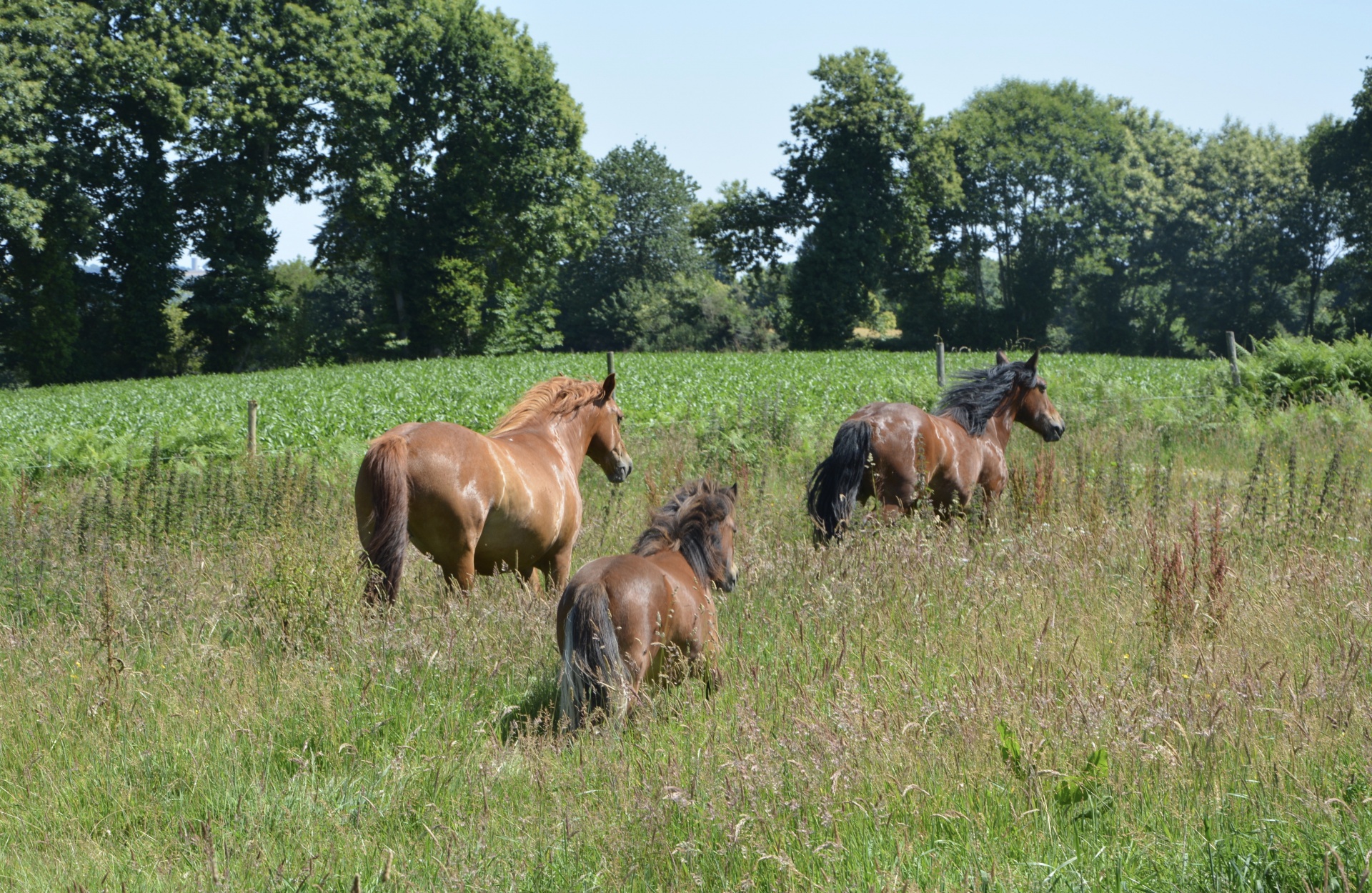Pony Horses, Prairie