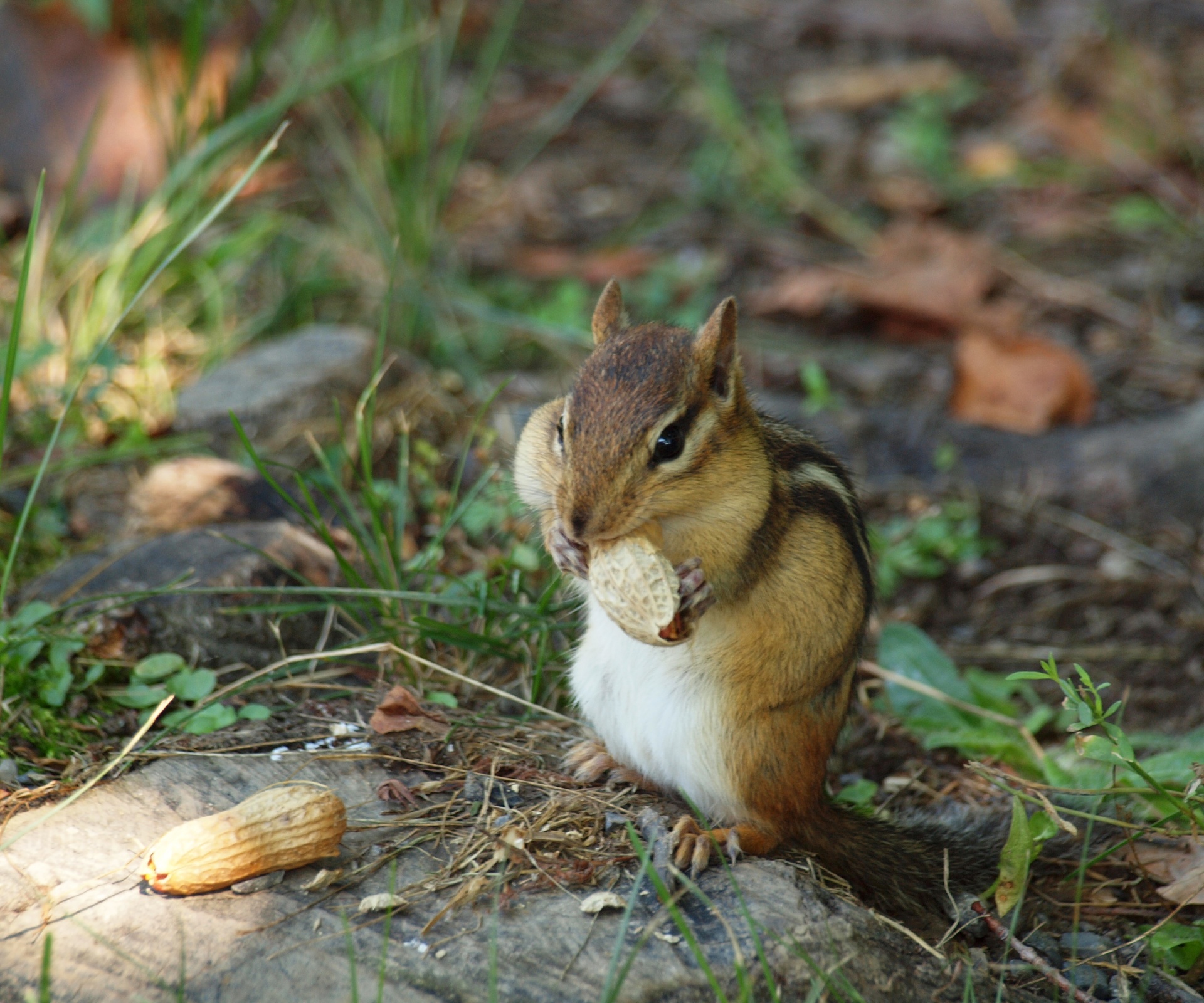 a chipmunk sitting upright on the ground in the shade stuffing an in-shell peanut into its cheeks