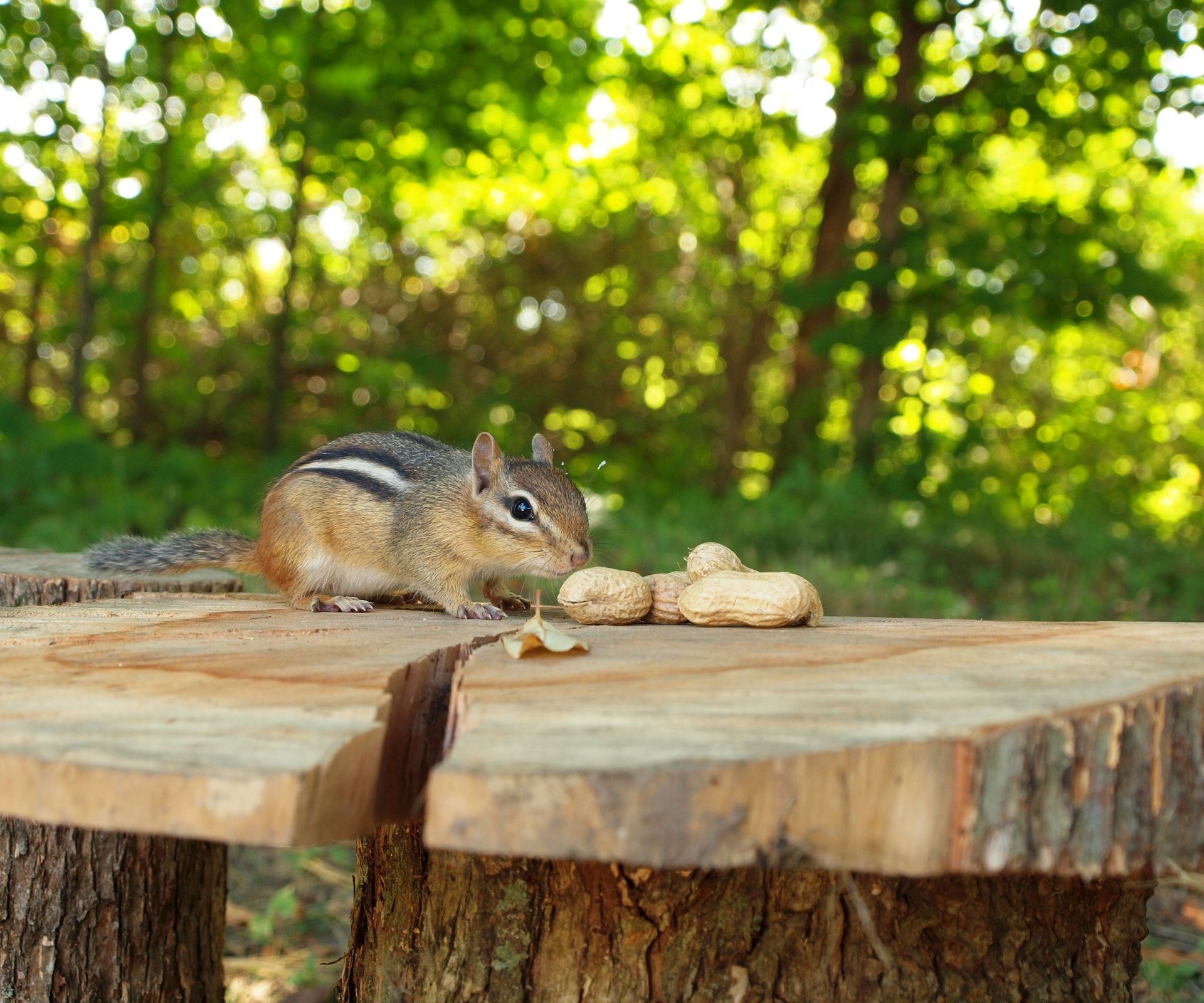 a chipmunk approaches a small pile of peanuts that provide the focal point for this image