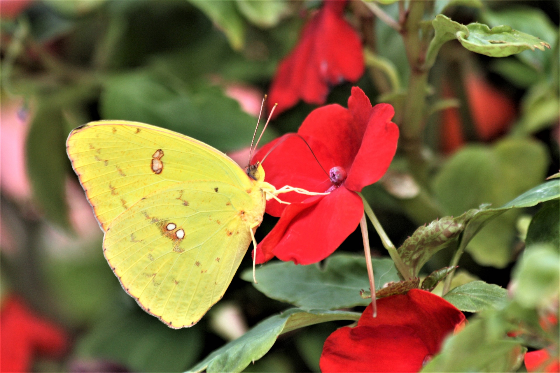 Clouded Sulphur Butterfly Close-Up