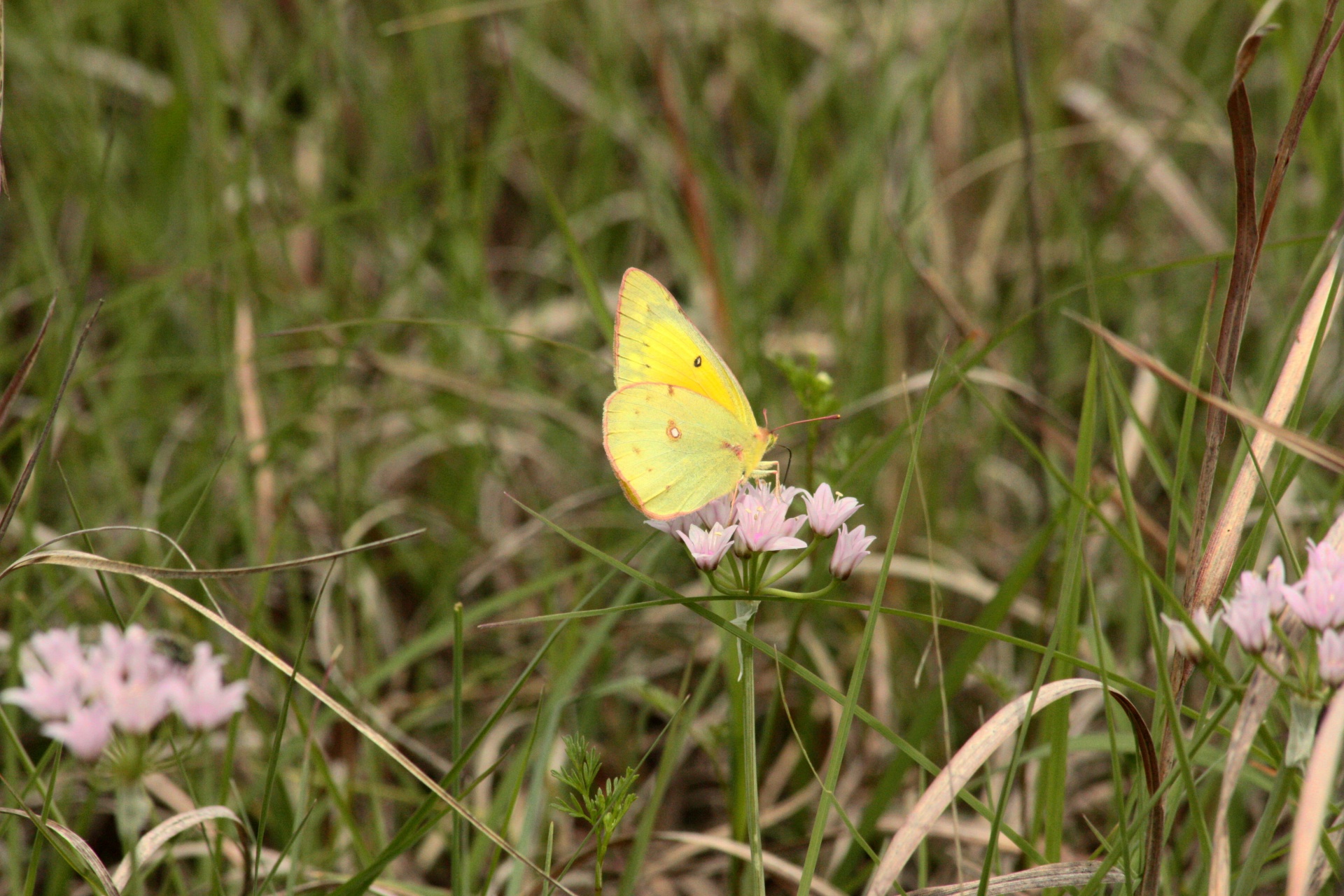Clouded Sulphur Butterfly In Field