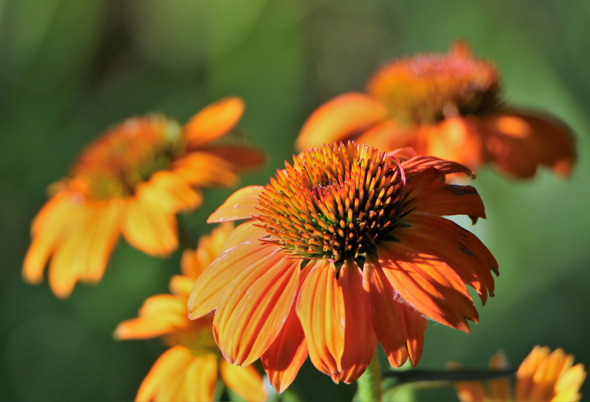 Cone Flowers In Morning Light