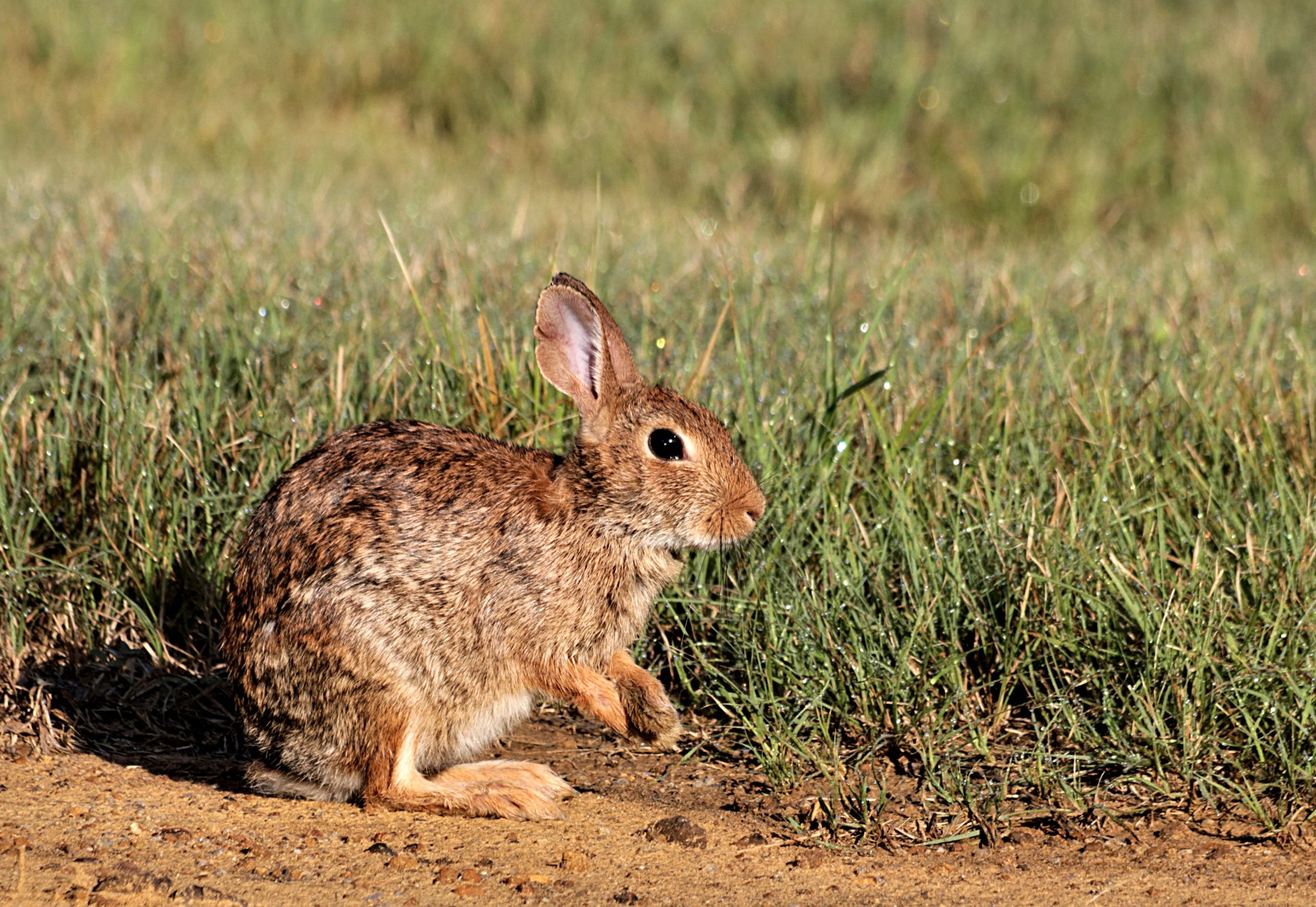Cottontail Rabbit And Morning Dew