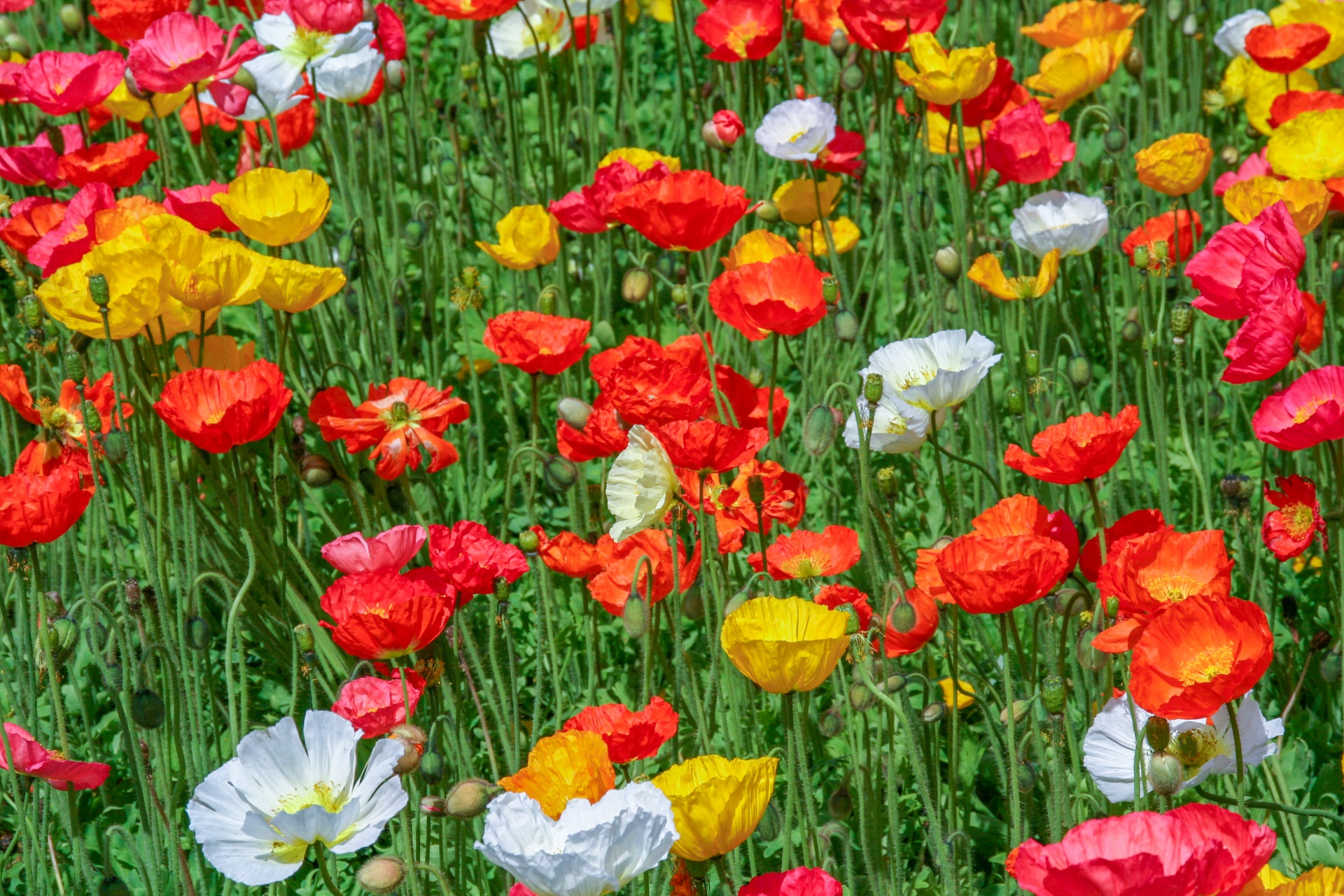 Red And Yellow Poppies On A Meadow