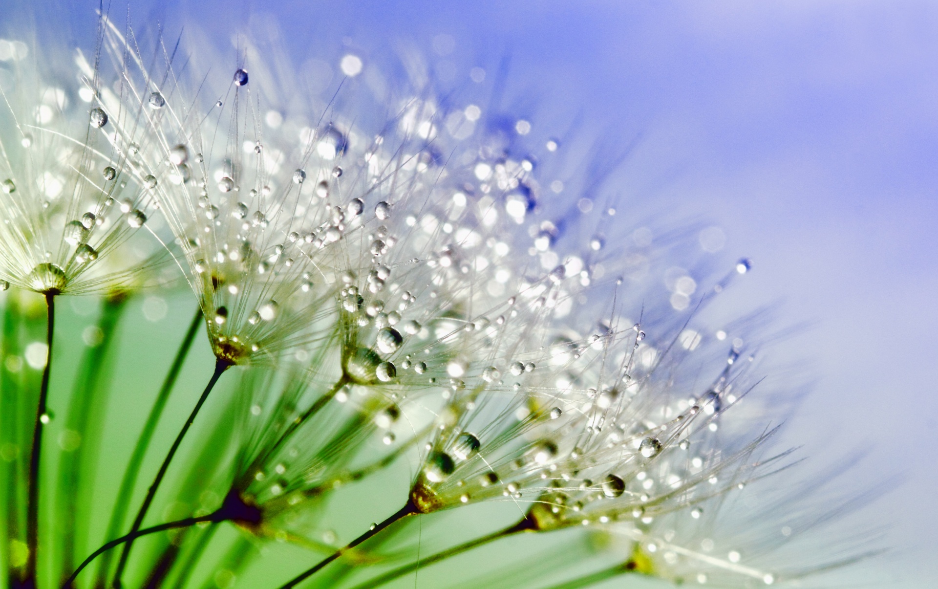 Dandelion Dew Drops