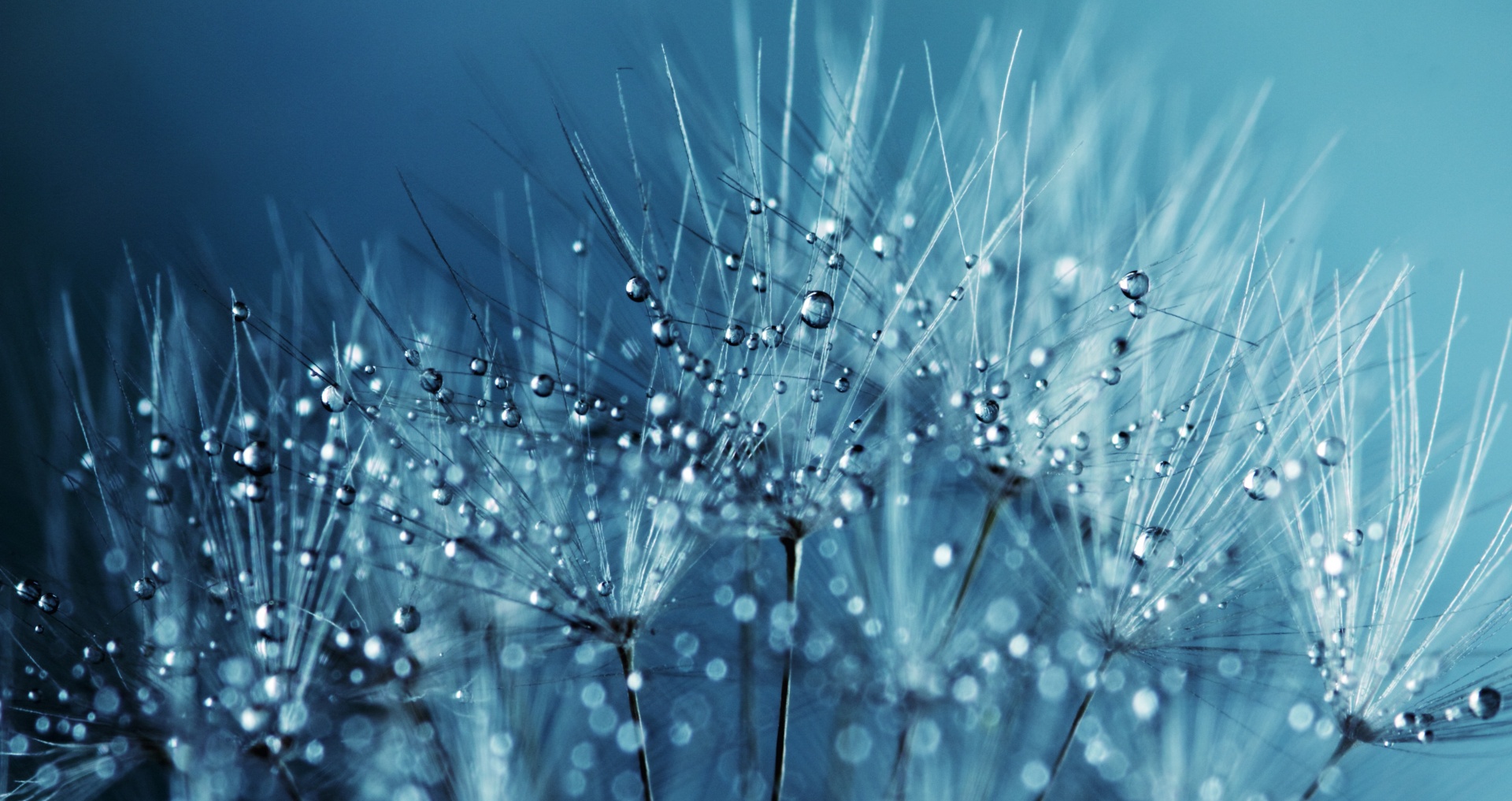 Dandelion Seeds Water Droplets