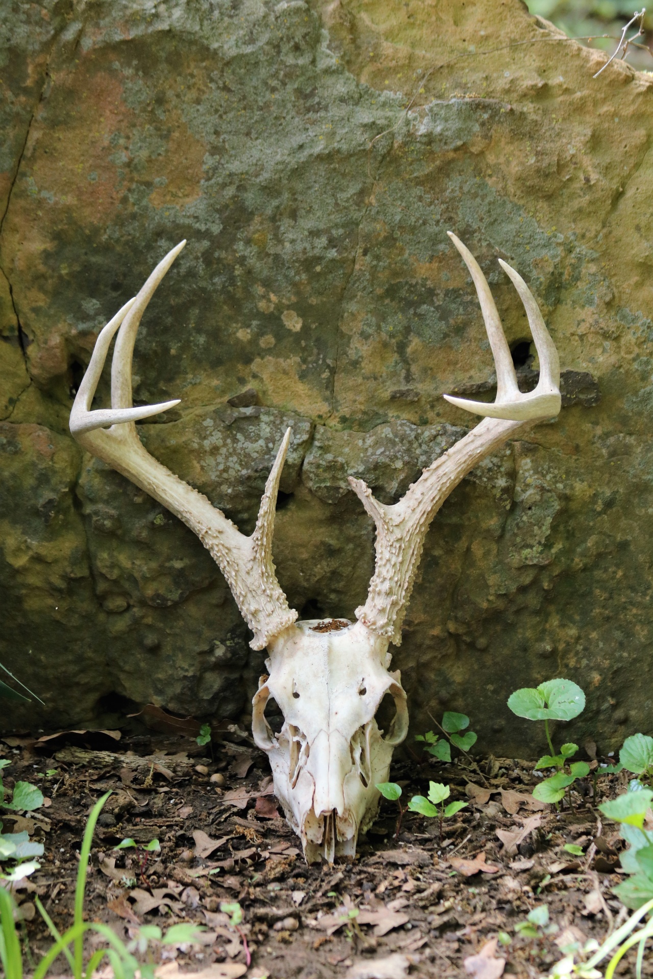 A white-tail deer skull and antlers, leaned against a moss covered rock in the woods.