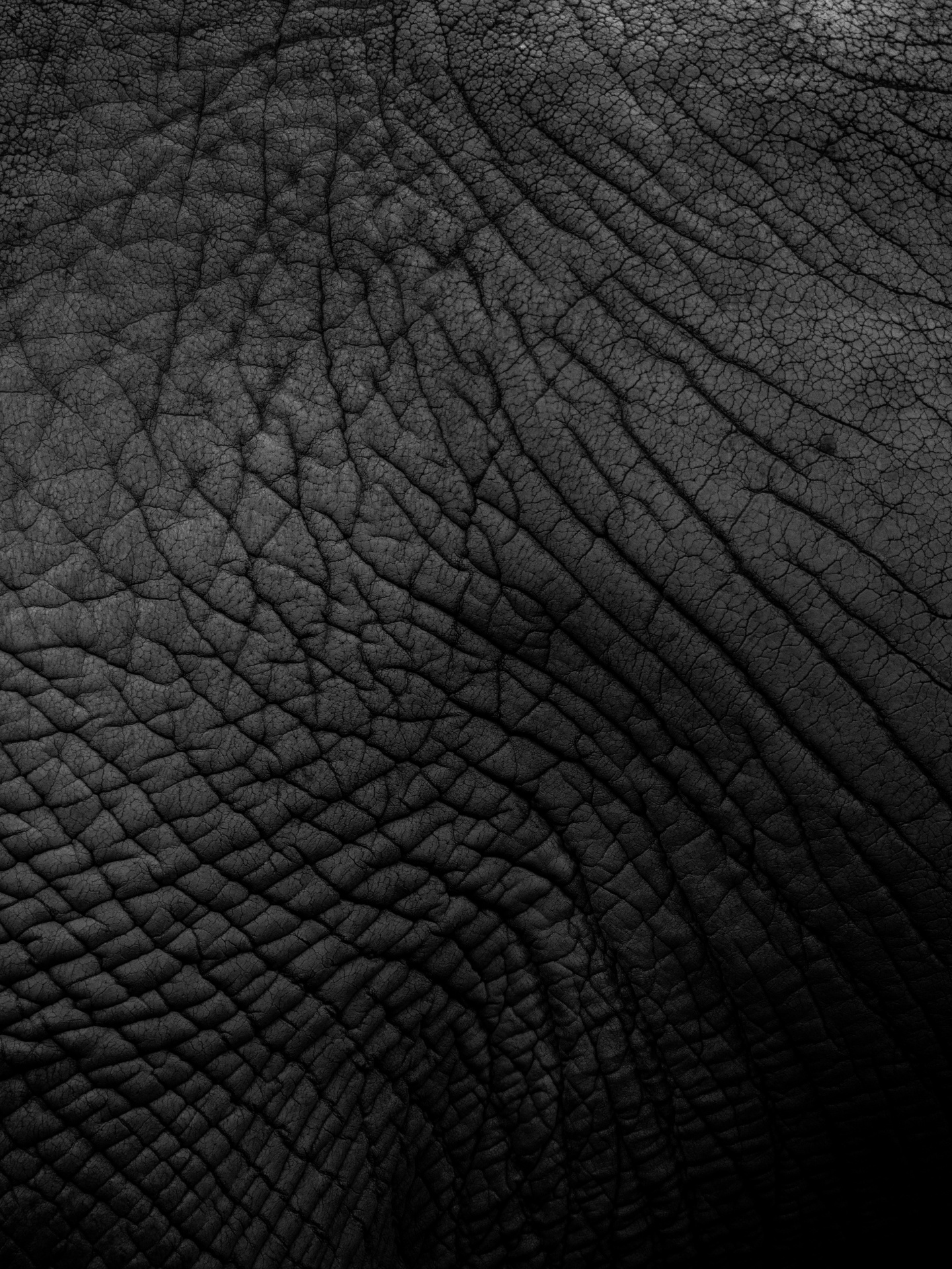 Elephant Skin Texture