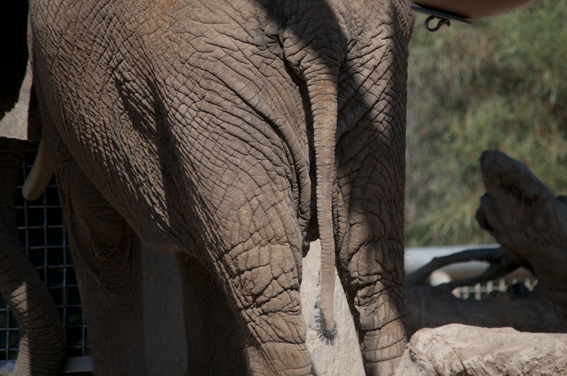 rear end of an elephant