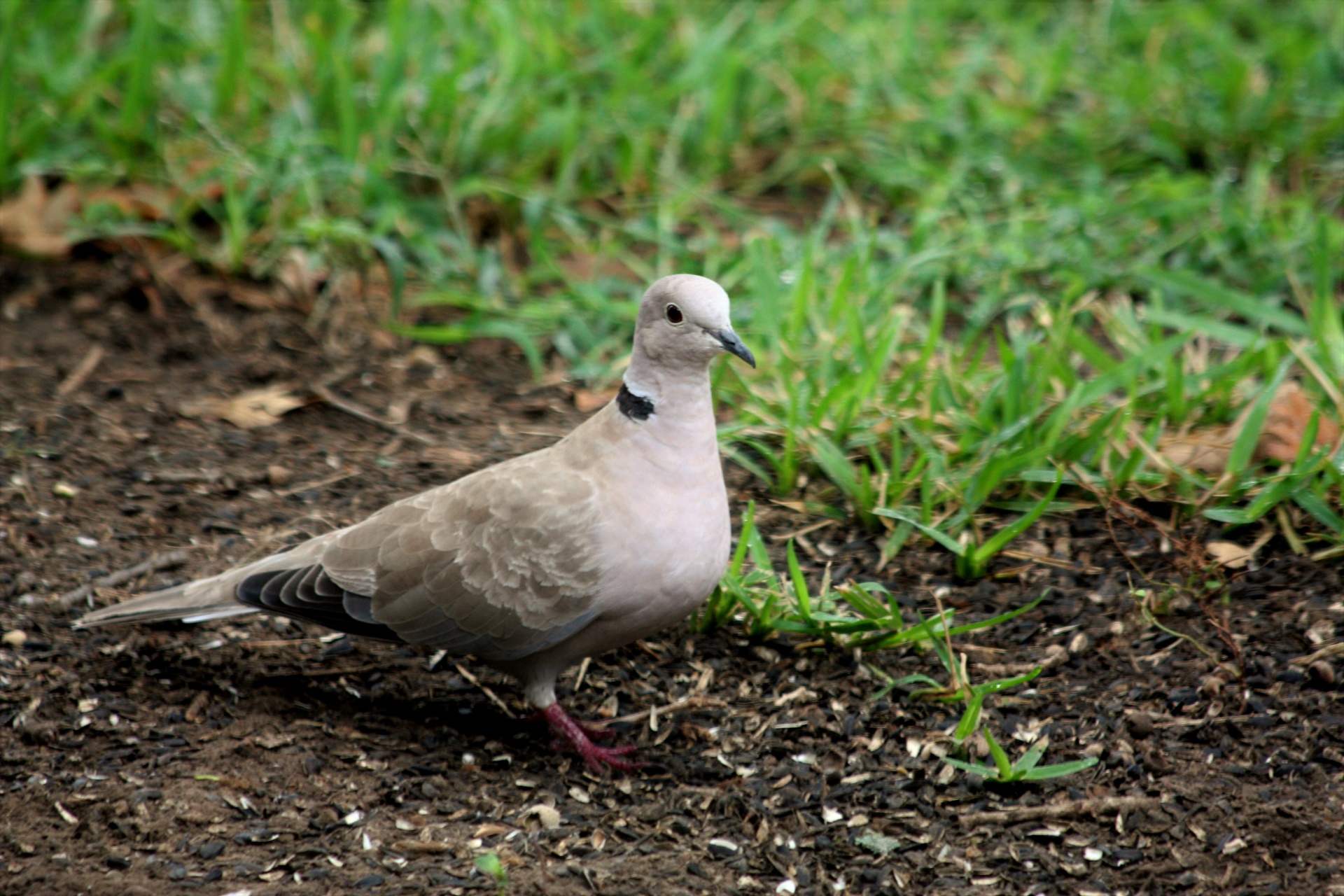 Close-up of a beautiful Eurasian collared dove as it walks through green grass and sunflower seeds on the ground.