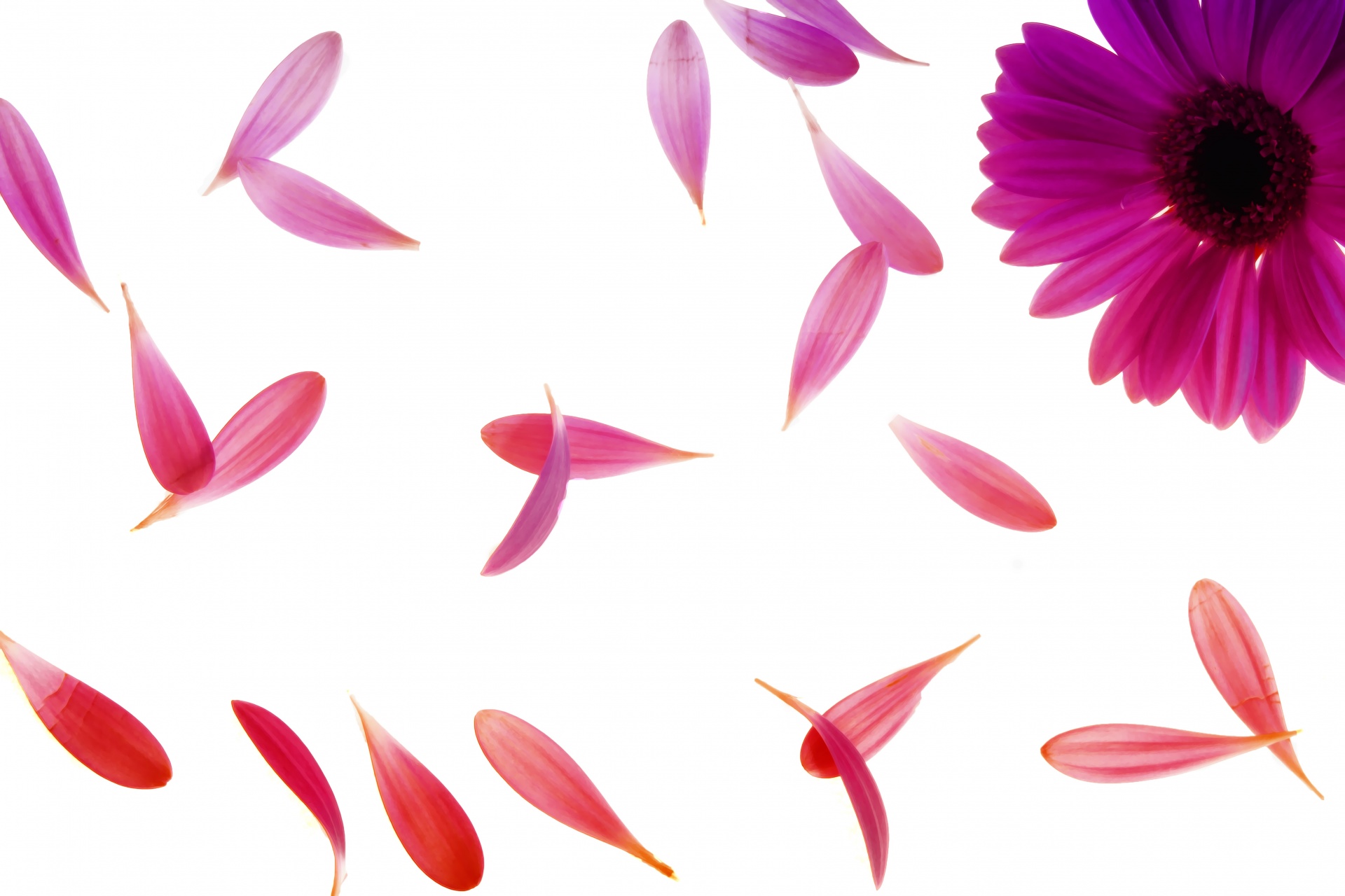 Pink and purple falling petals.