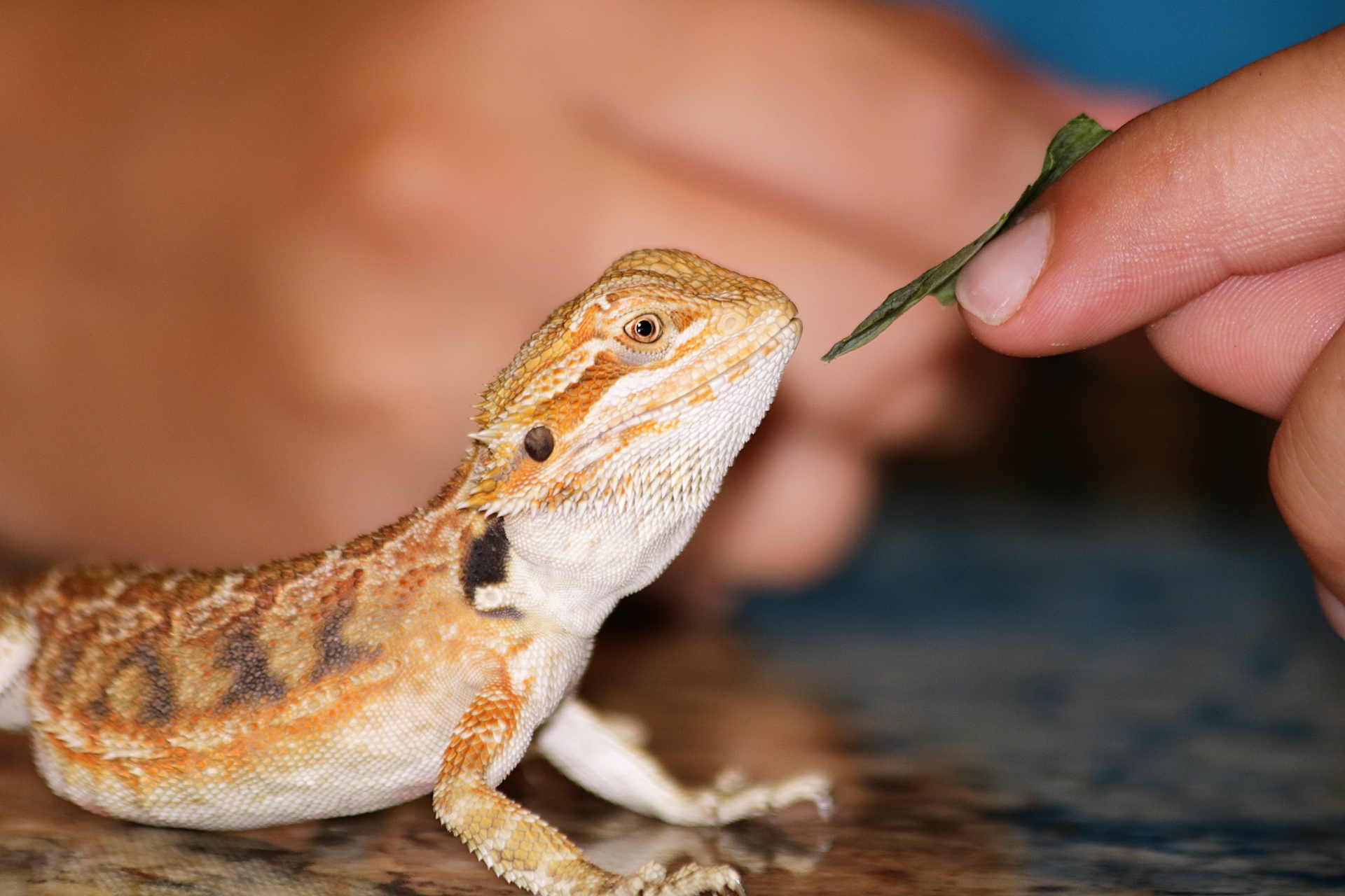 A golden and white bearded dragon is about to eat a small piece of lettuce from his owners fingers.
