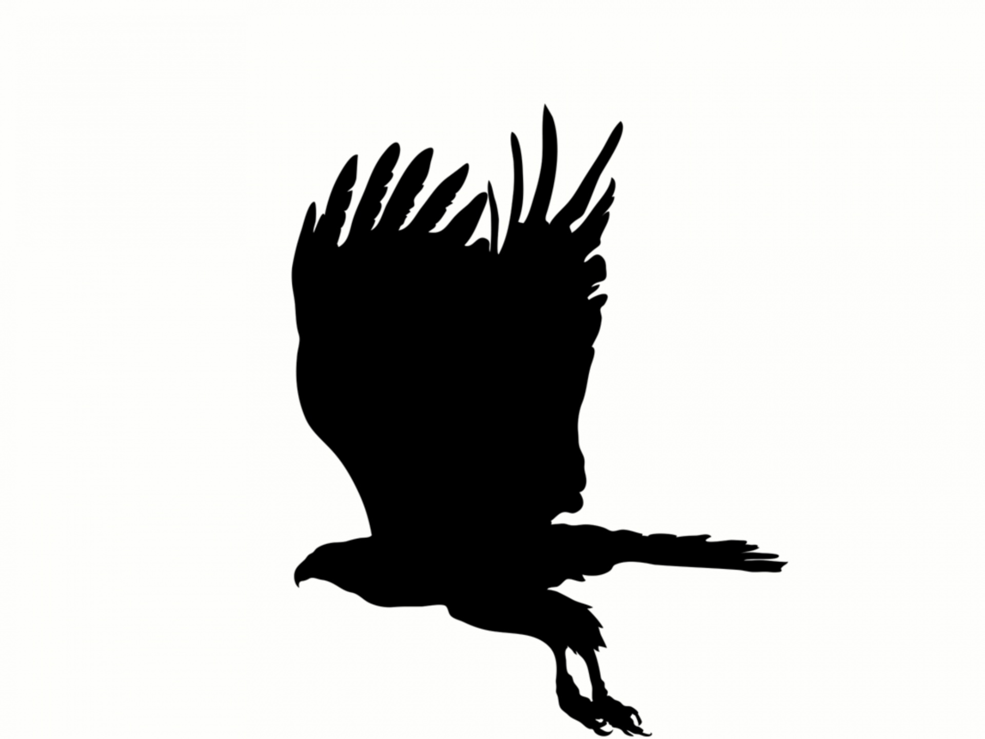 flying eagle black silhouette on white background