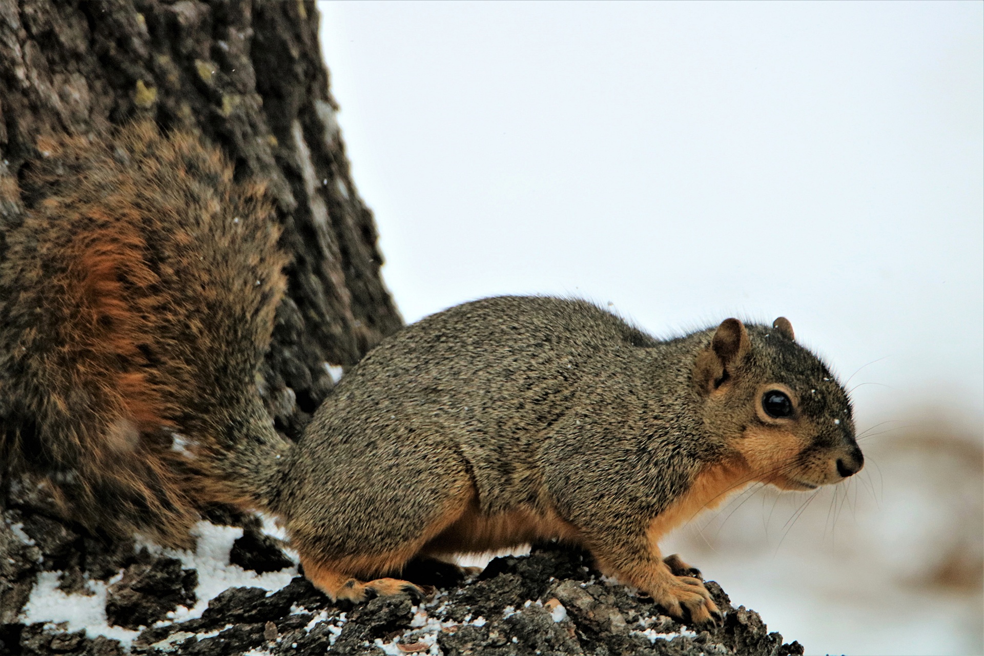 Fox Squirrel On Snowy Tree