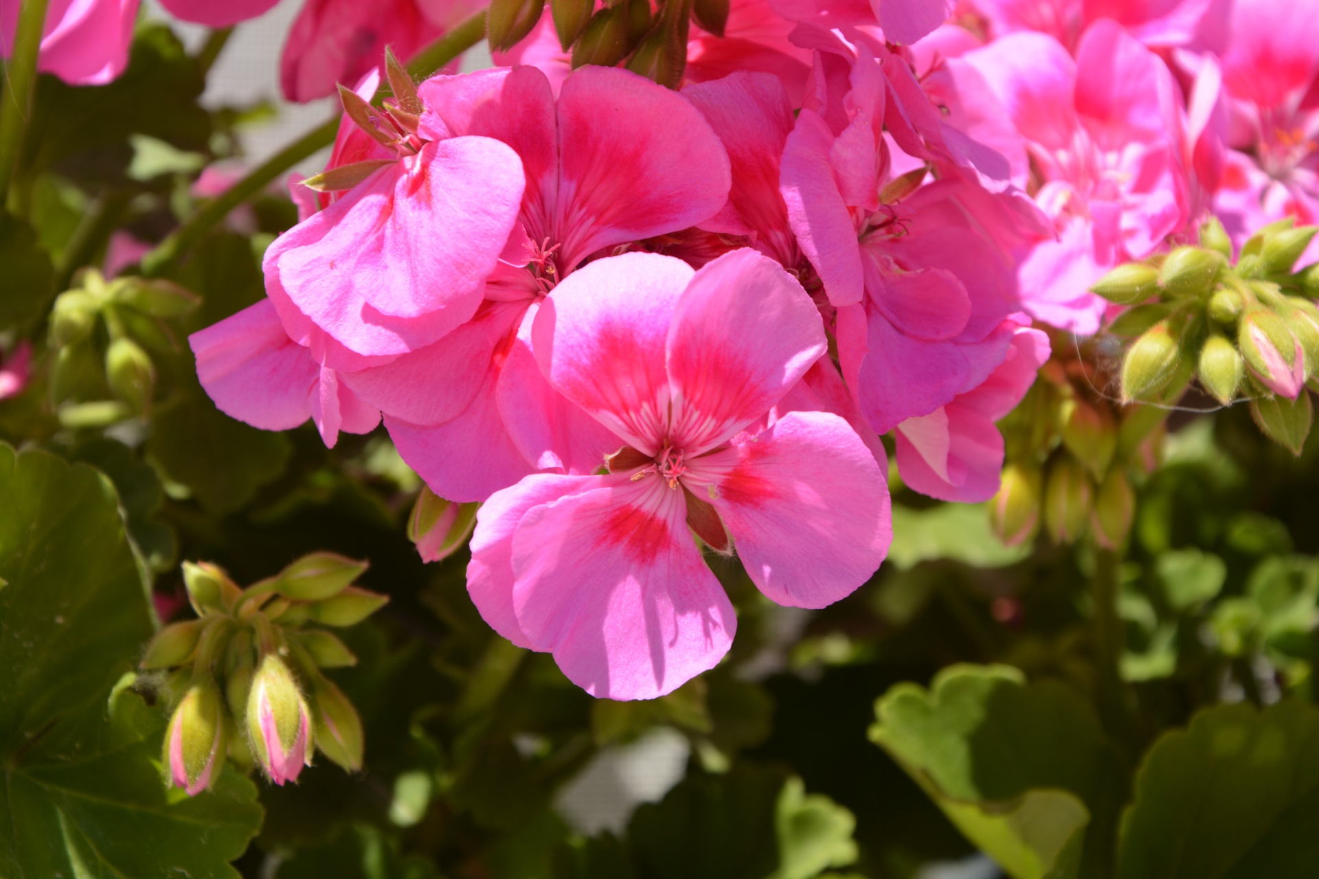 Geranium Flower Pink