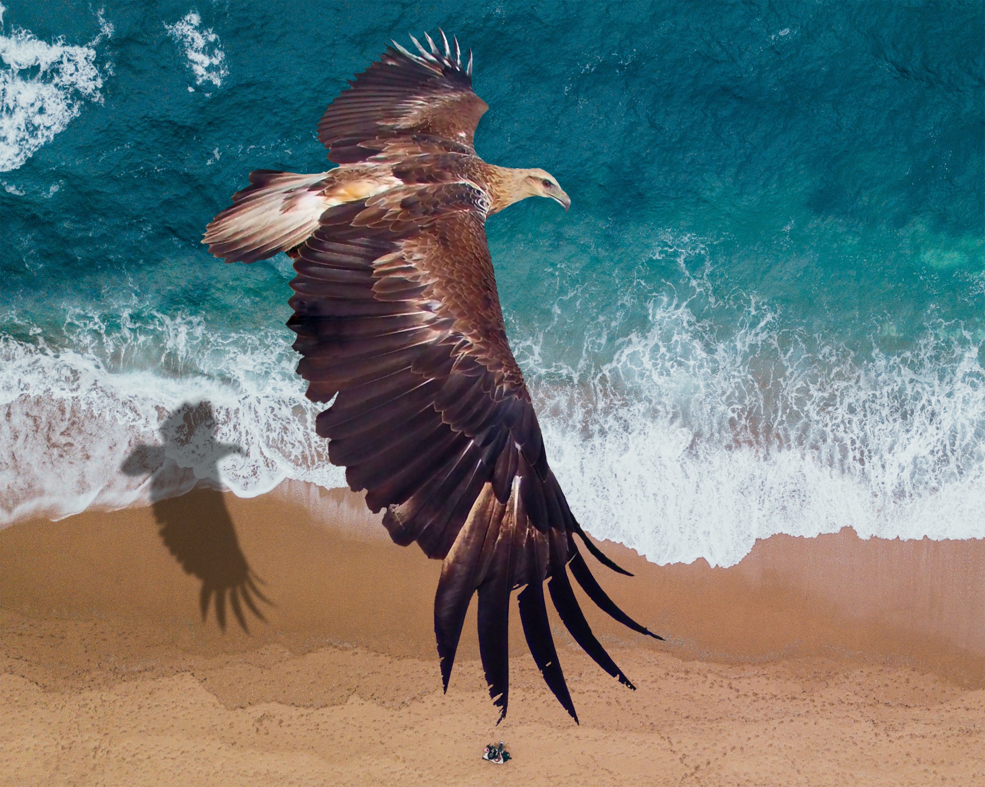Soaring raptor casting a shadow on the surf and sand below.