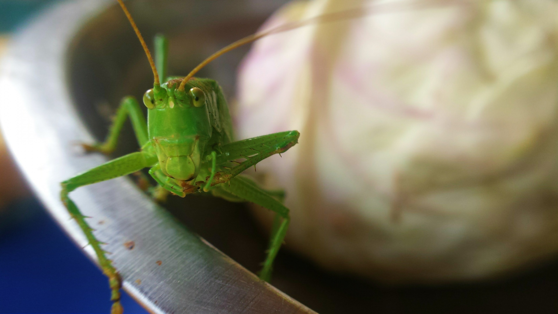 Grasshopper 1