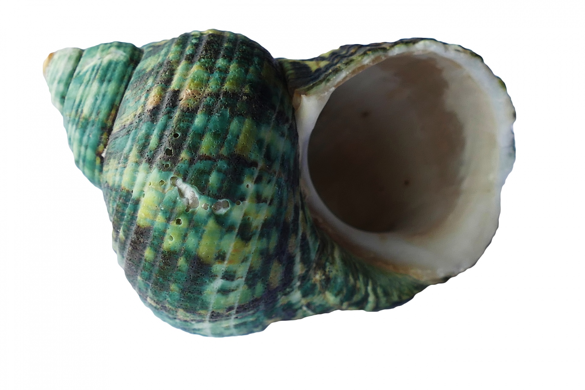 A green sea shell.