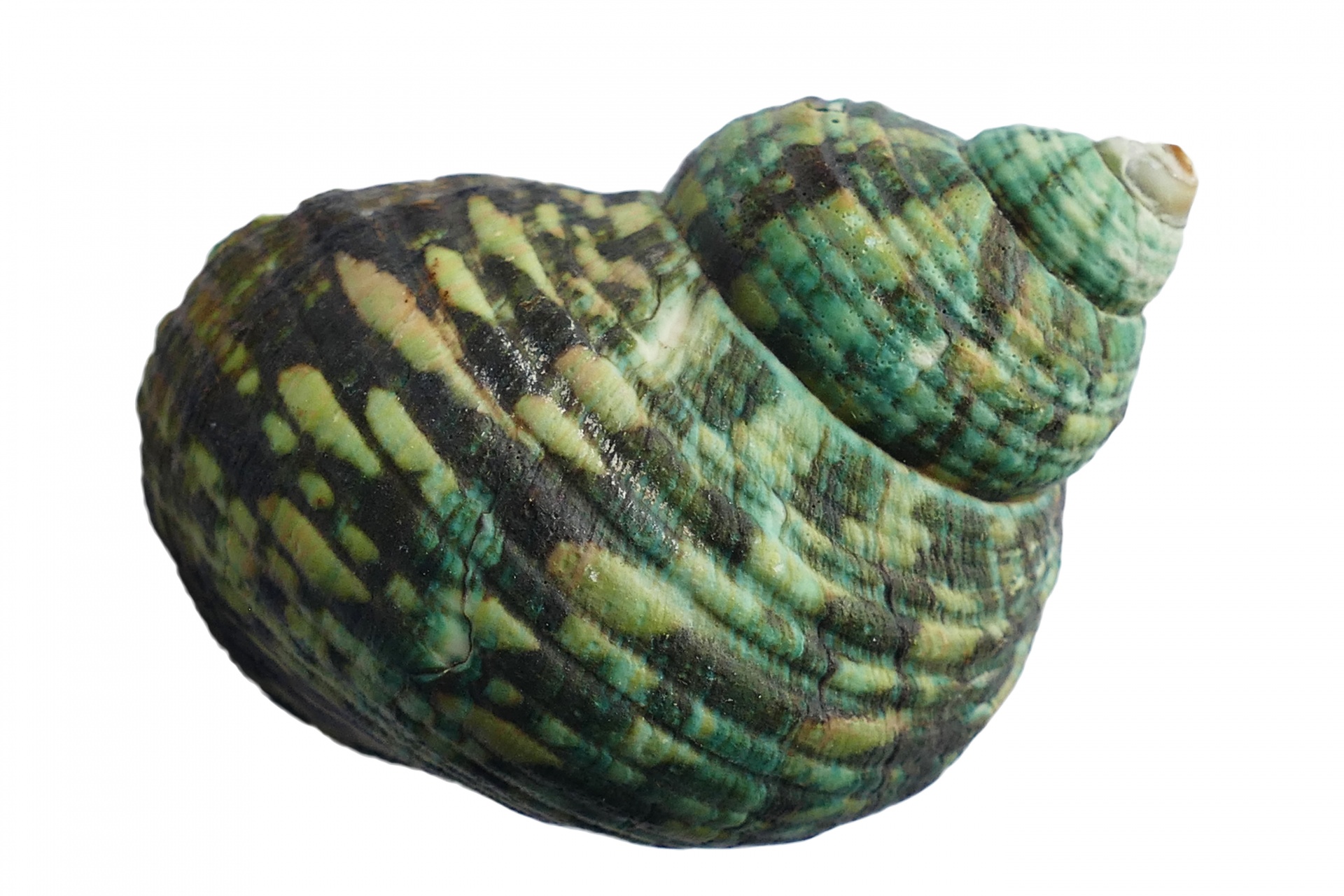 A pretty green sea shell.