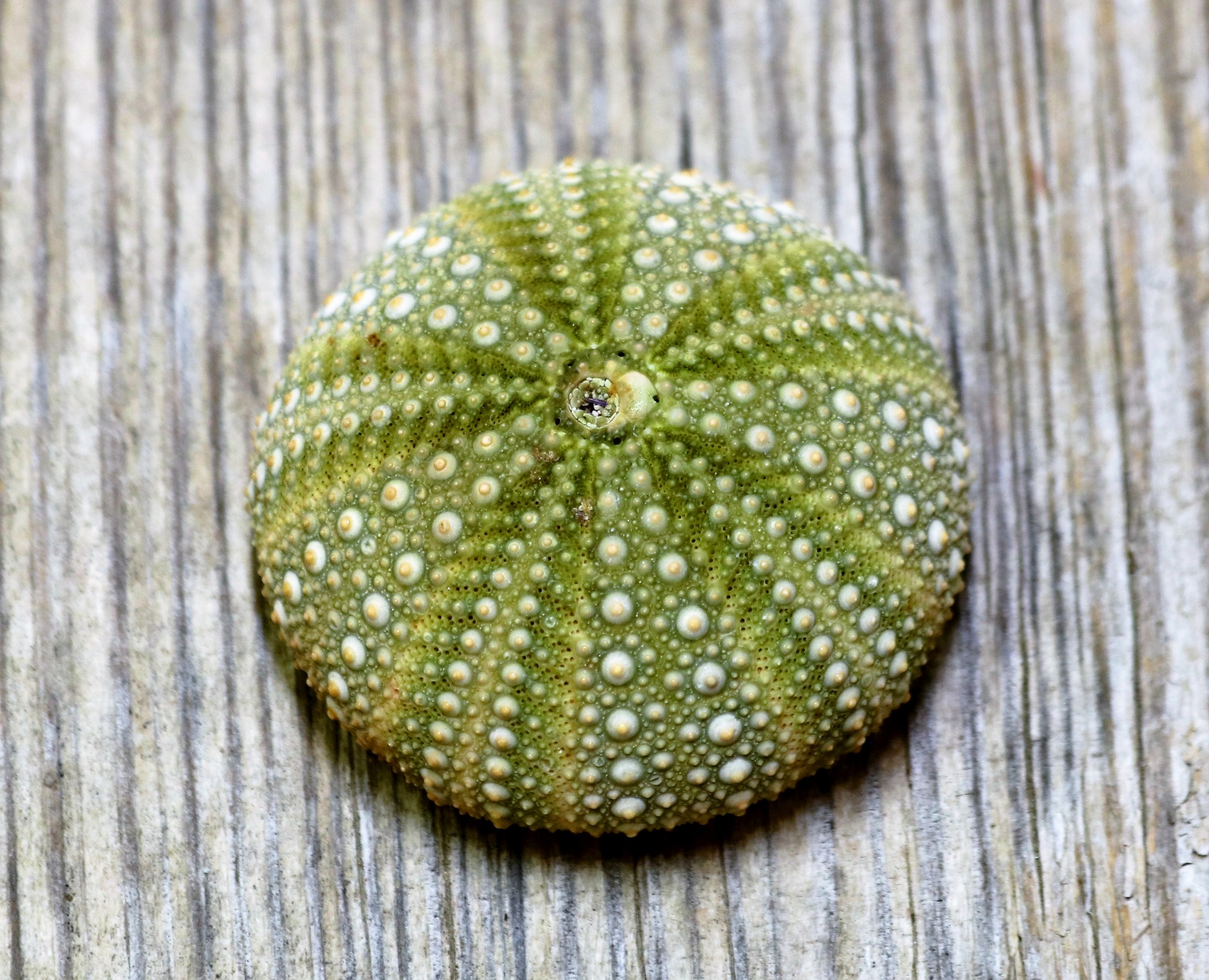Green Sea Urchin Close-Up