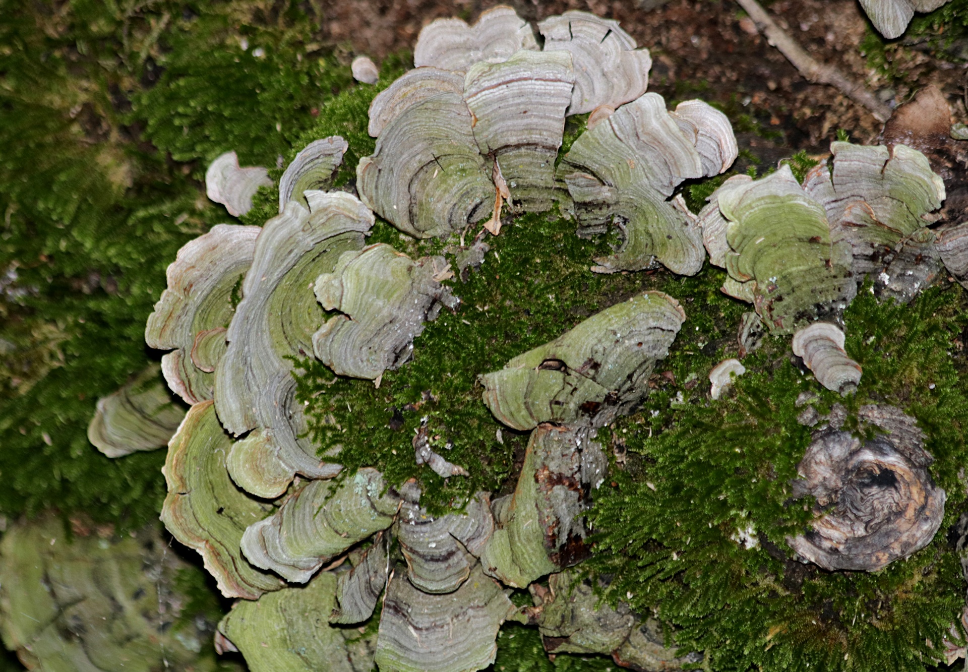 Close-up of beautiful green and white striped turkey tail bracket fungus, surrounded by moss on a fallen tree in the woods.