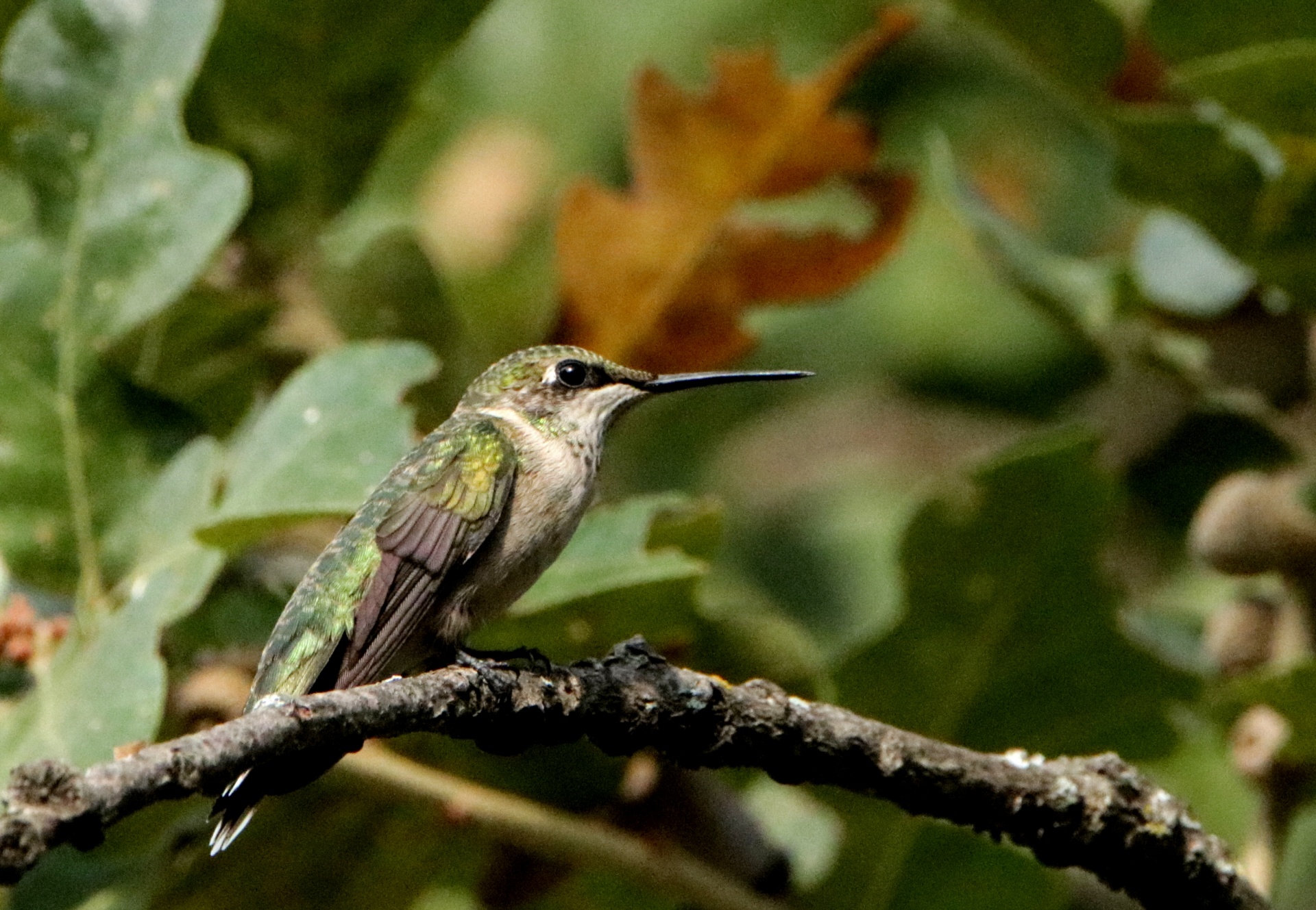 Hummingbird Close-up