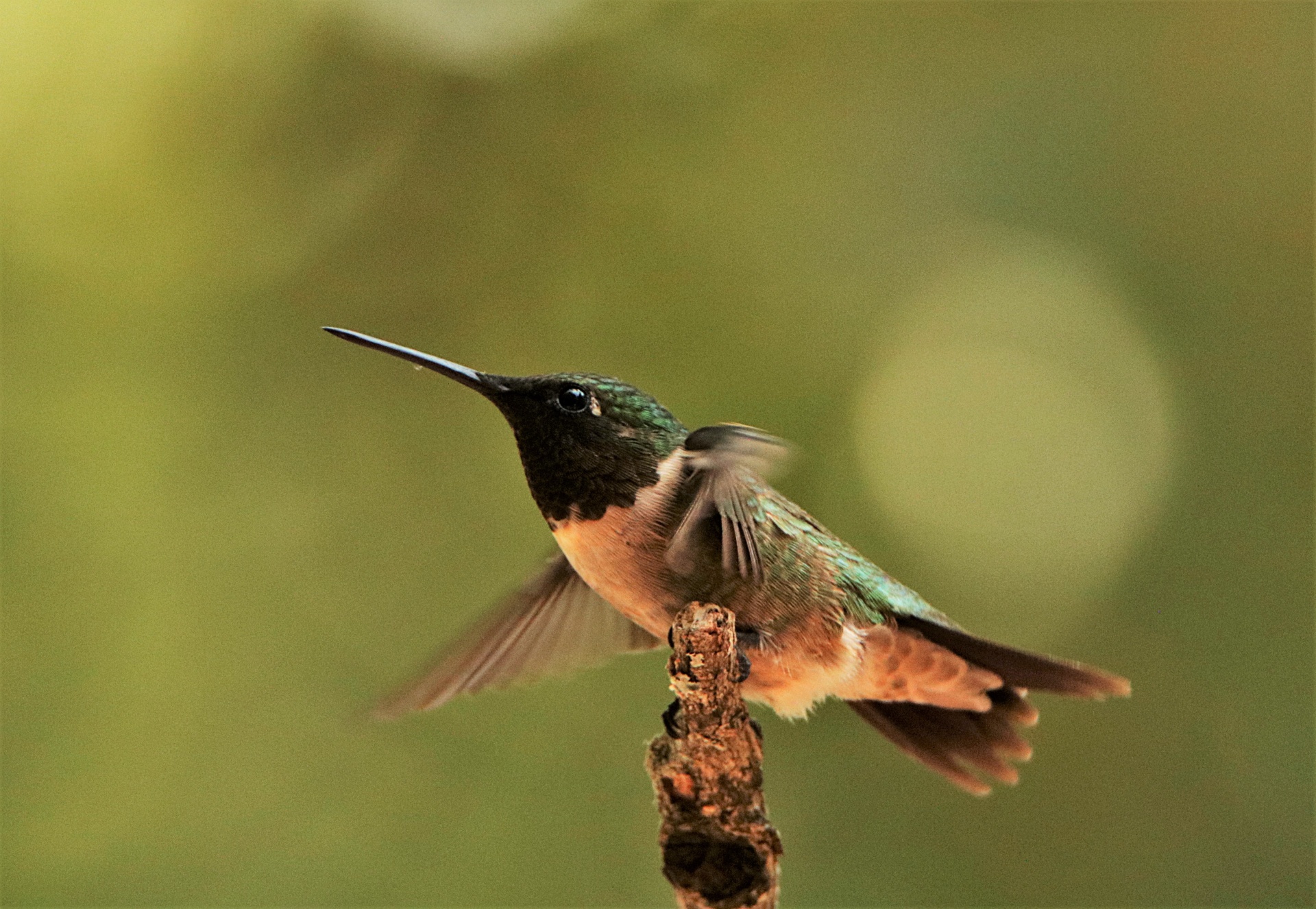 Close-up of a female ruby-throated hummingbird just about to take off from a tree branch.