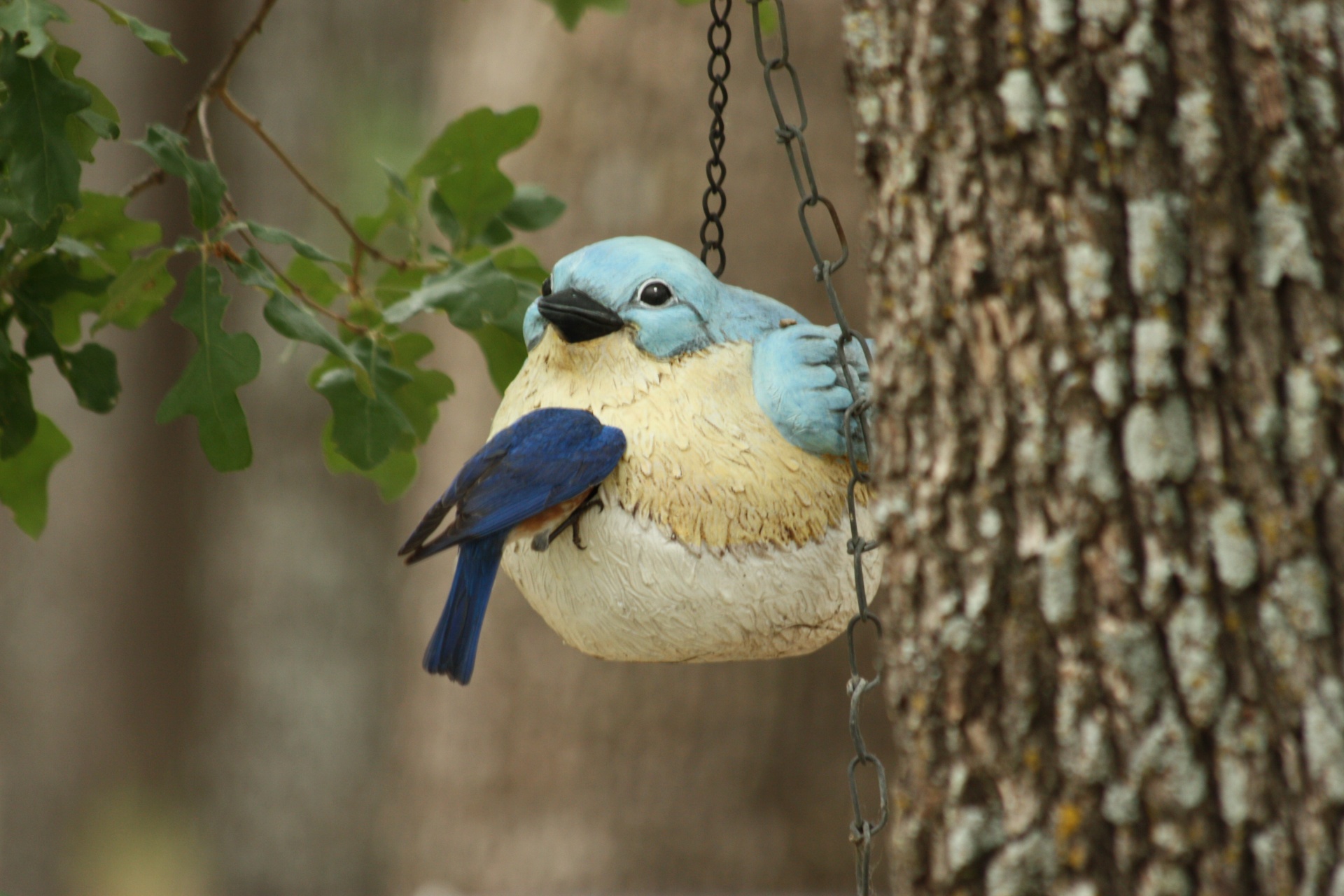 A bright blue male bluebird has his head inside a hanging bluebird house as if he is checking to see if there is anyone home.