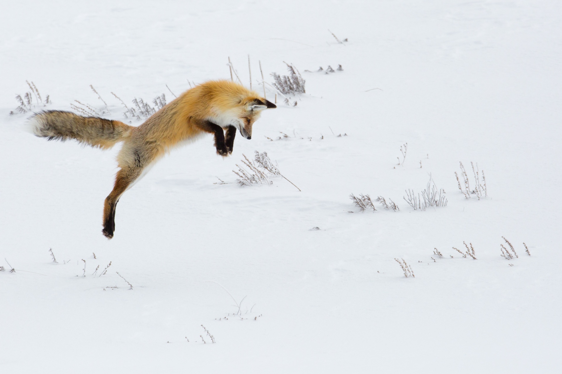 Hunting Fox in Yellowstone National Park