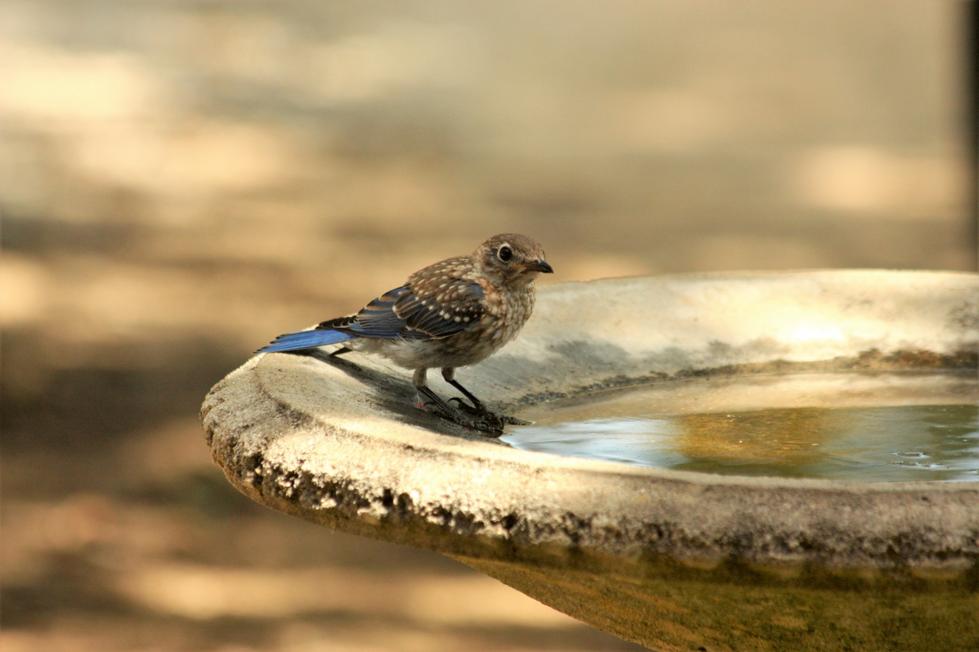 A juvenile blue jay sits at the edge of the water in a bird bath on a hot summer day.