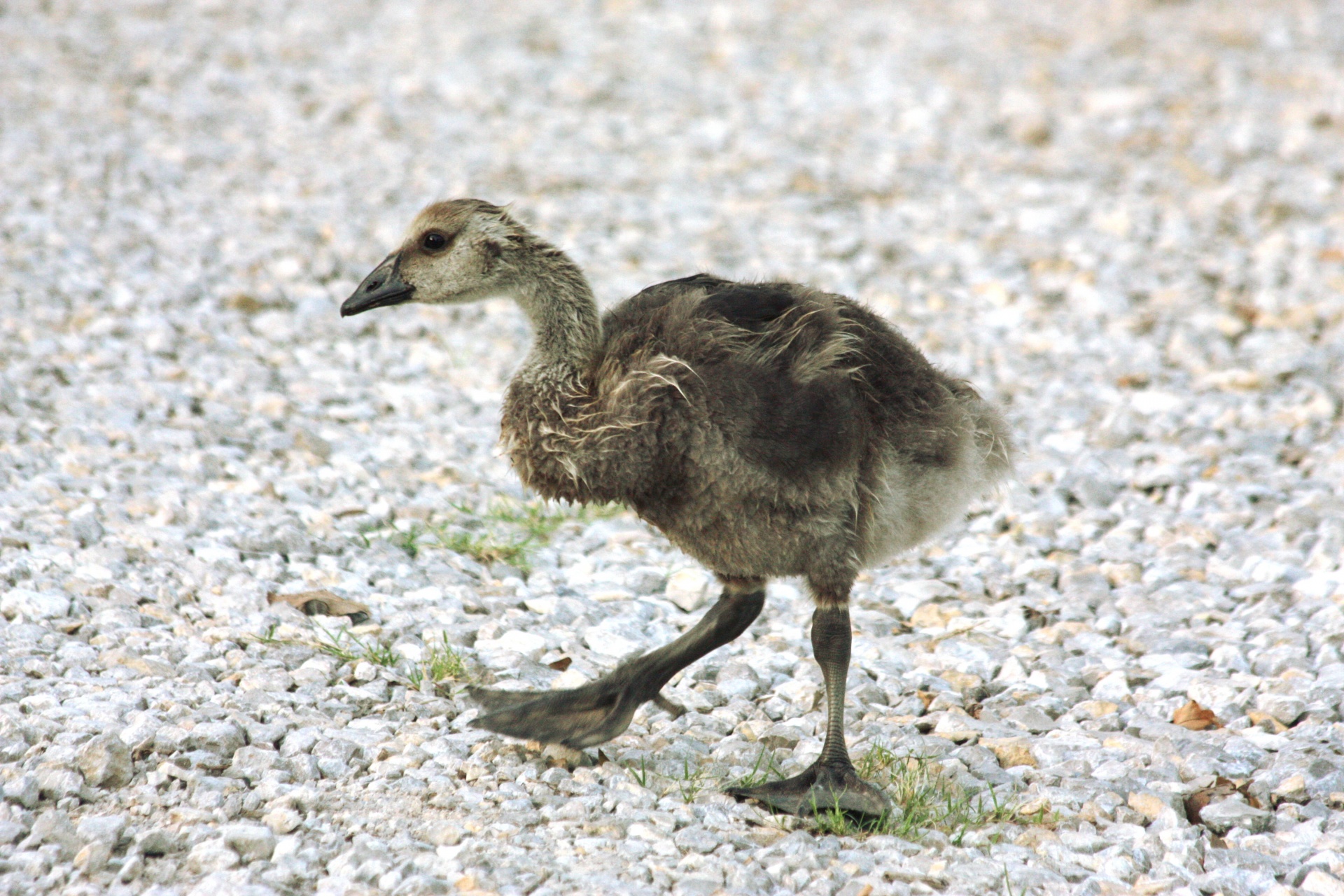 A juvenile Canada goose, walking across a white gravel road with very large webbed feet.