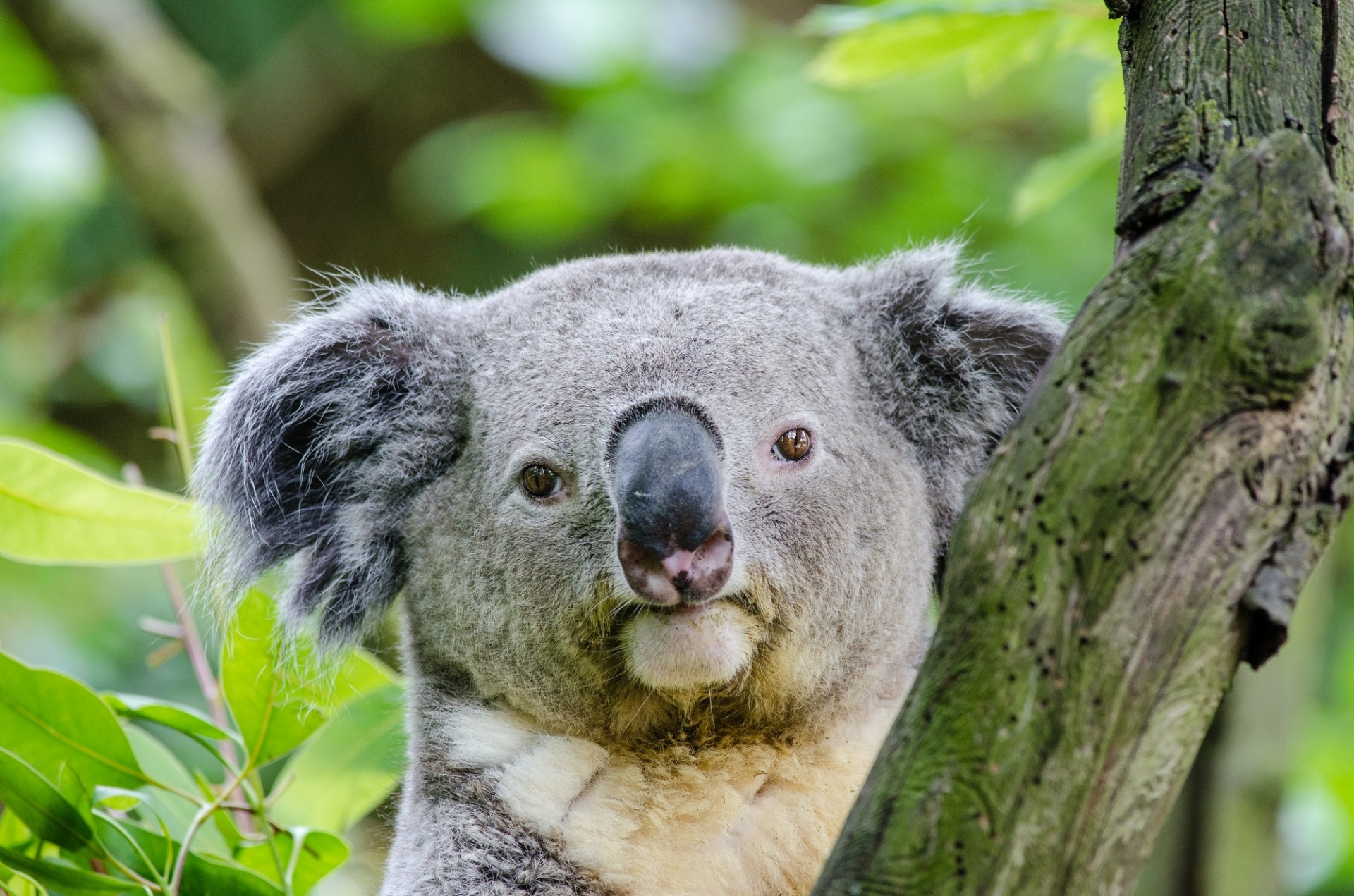 Koala In a Tree