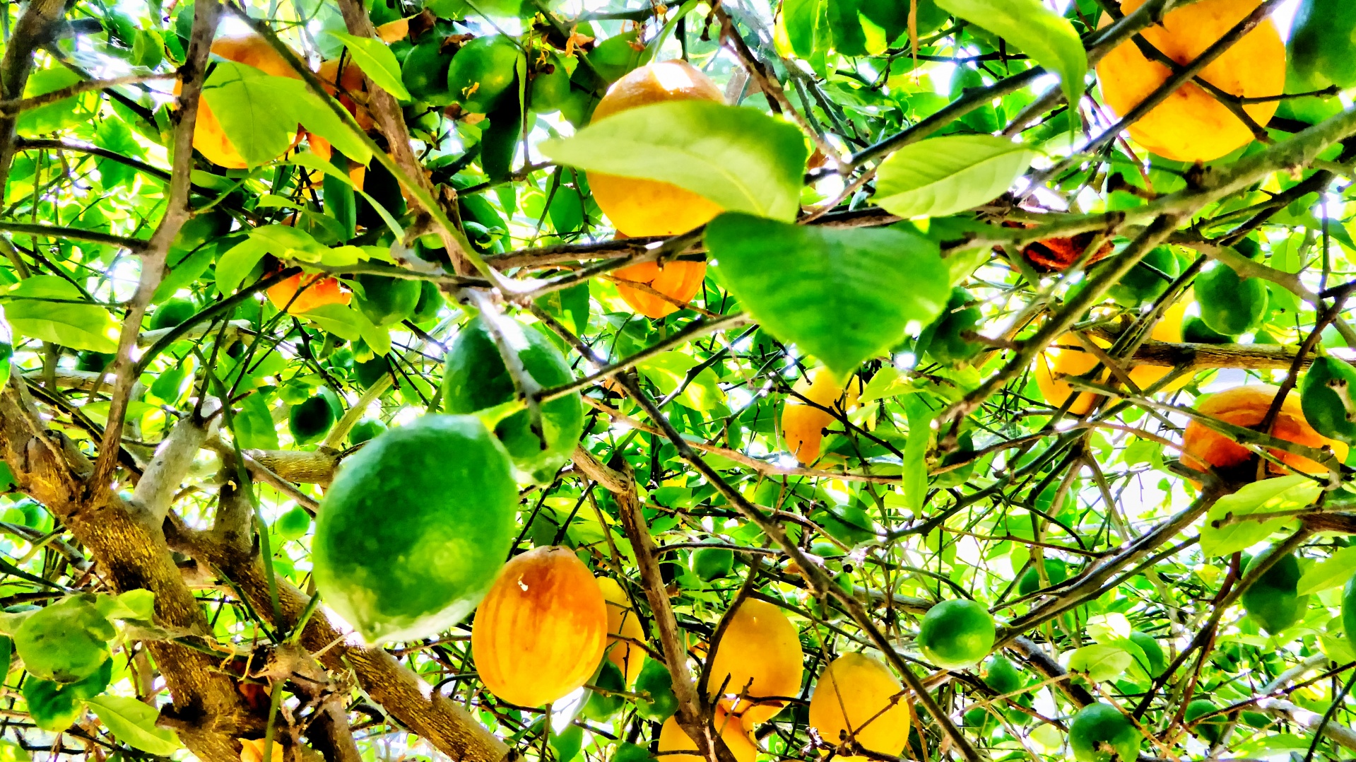 artistic effect applied to close-up of lemons in a tree